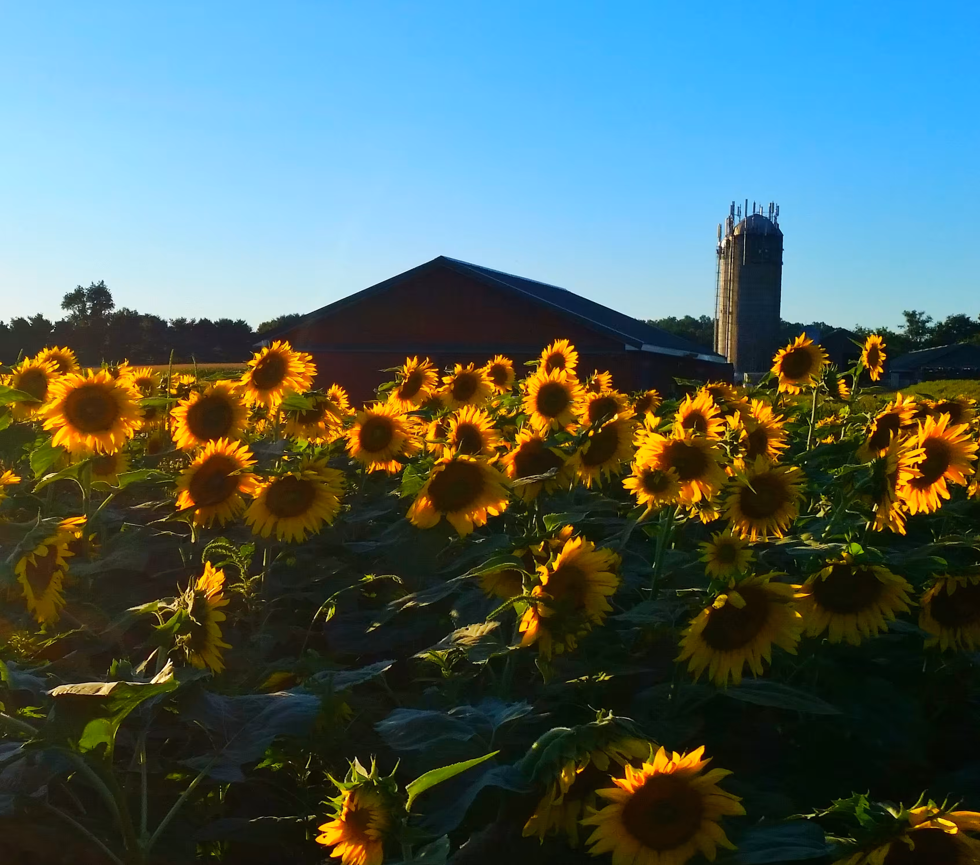 Sunflower Field at Sunset - Tez Flowerz #21