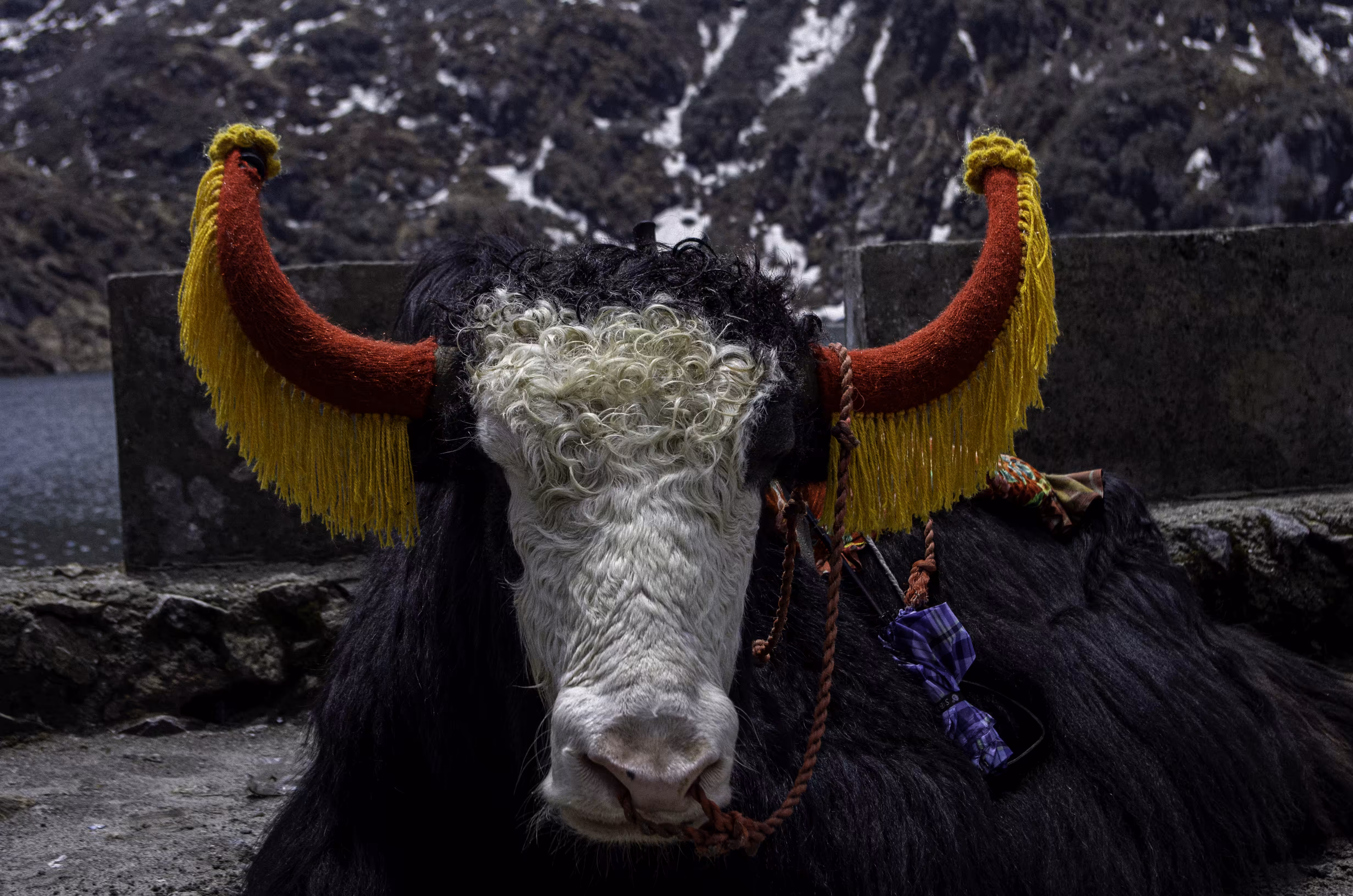 yak