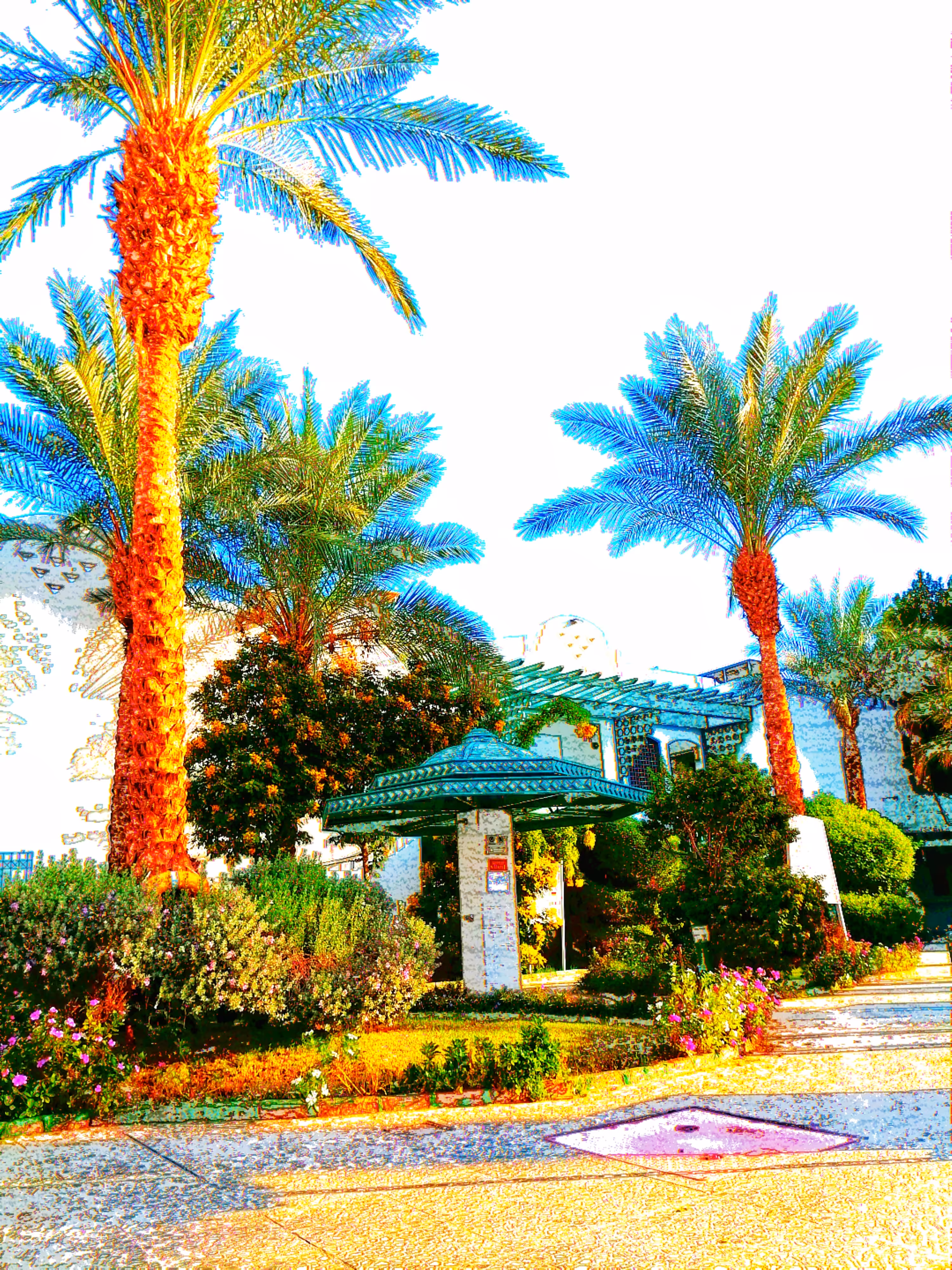 Five palm trees