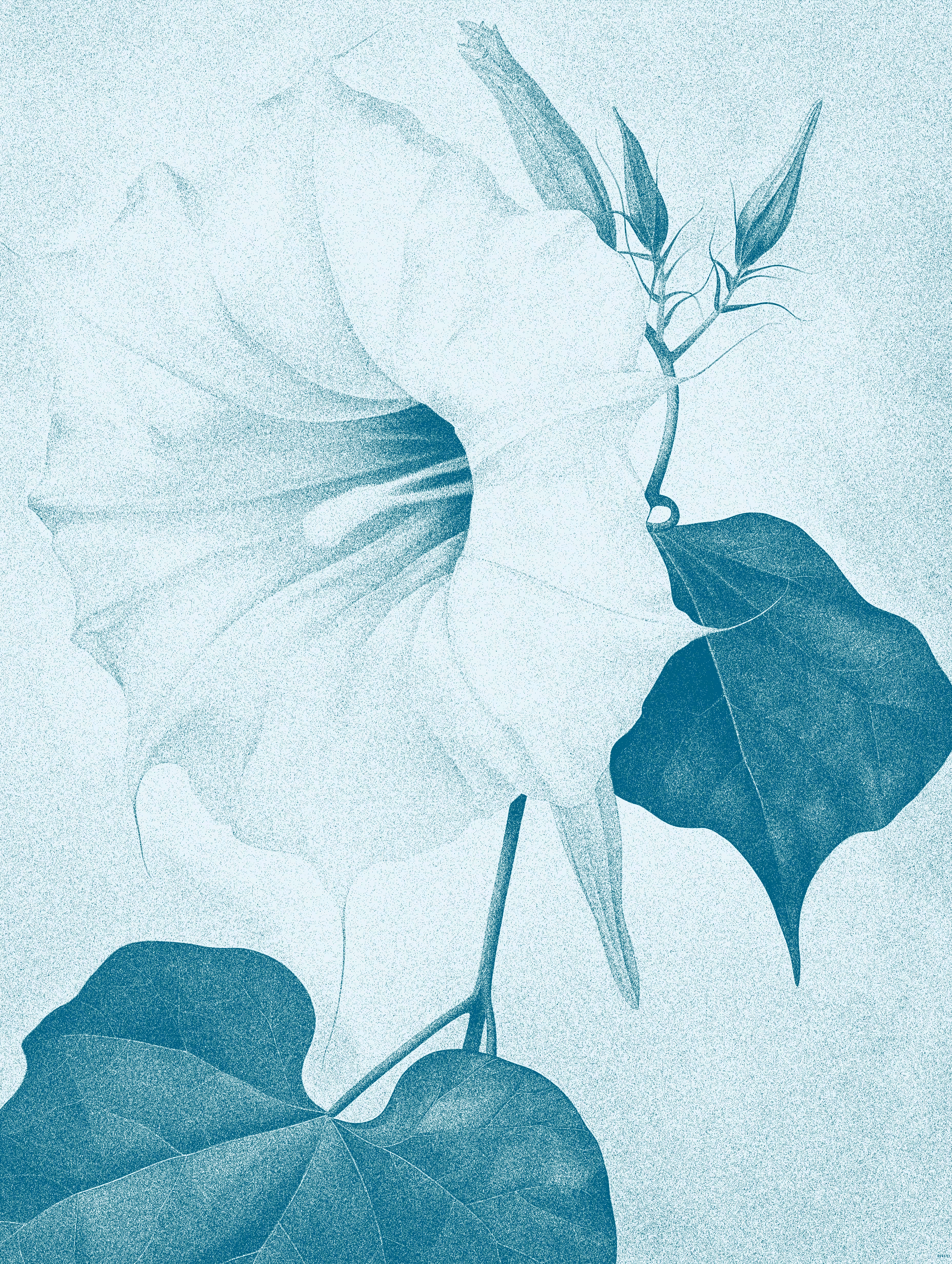 Morning Glory