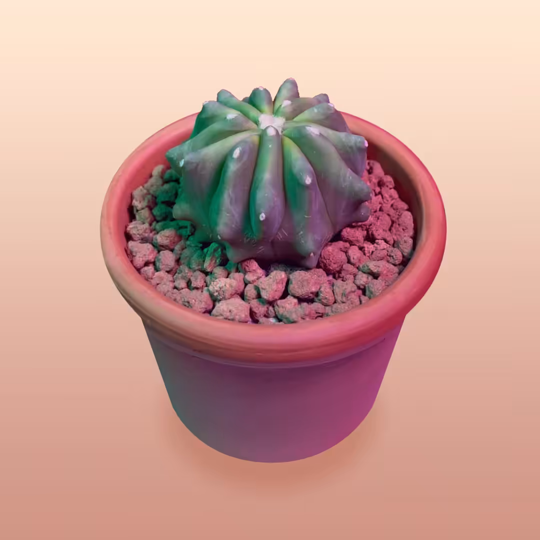 Ferocactus glaucescens inermis