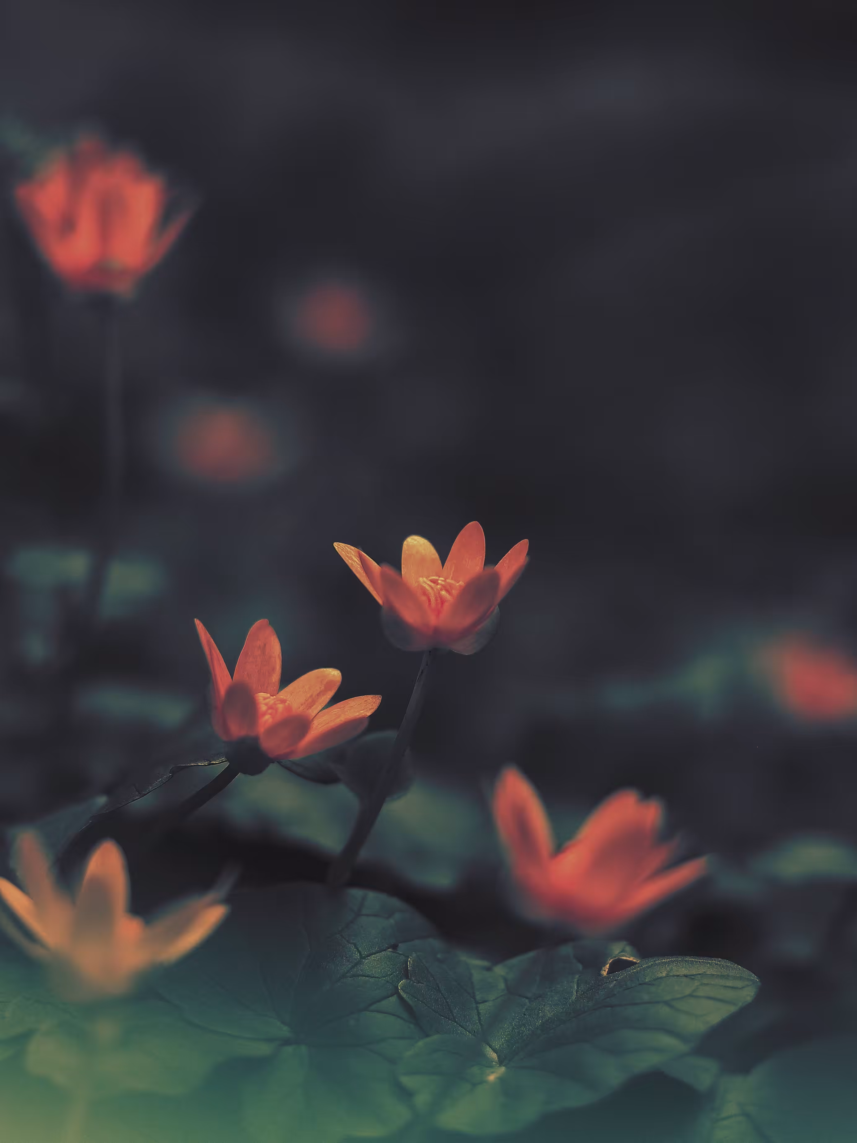 Dazzling Blooms