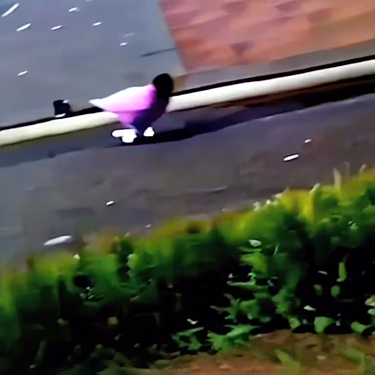 pigeon  