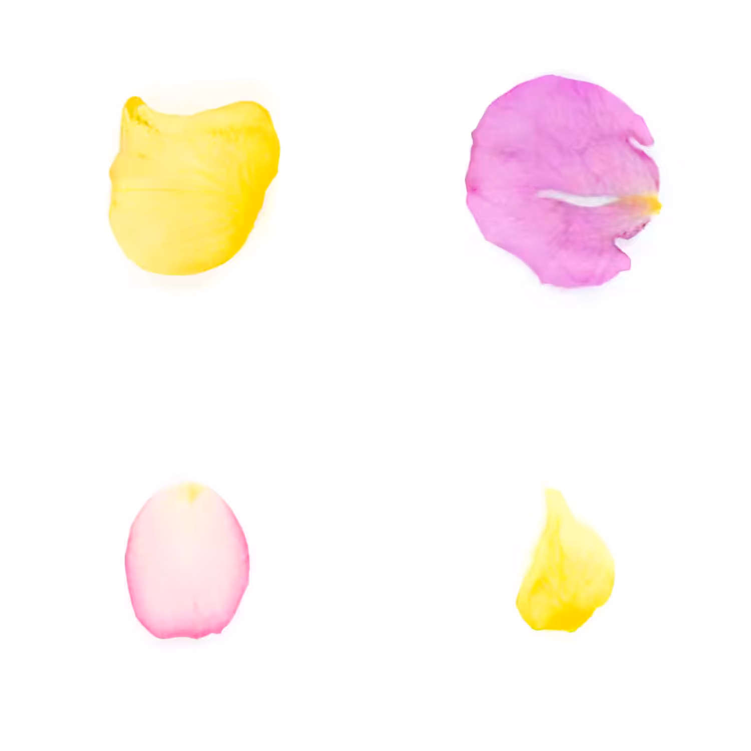 Infinite Petals 2x2#20467