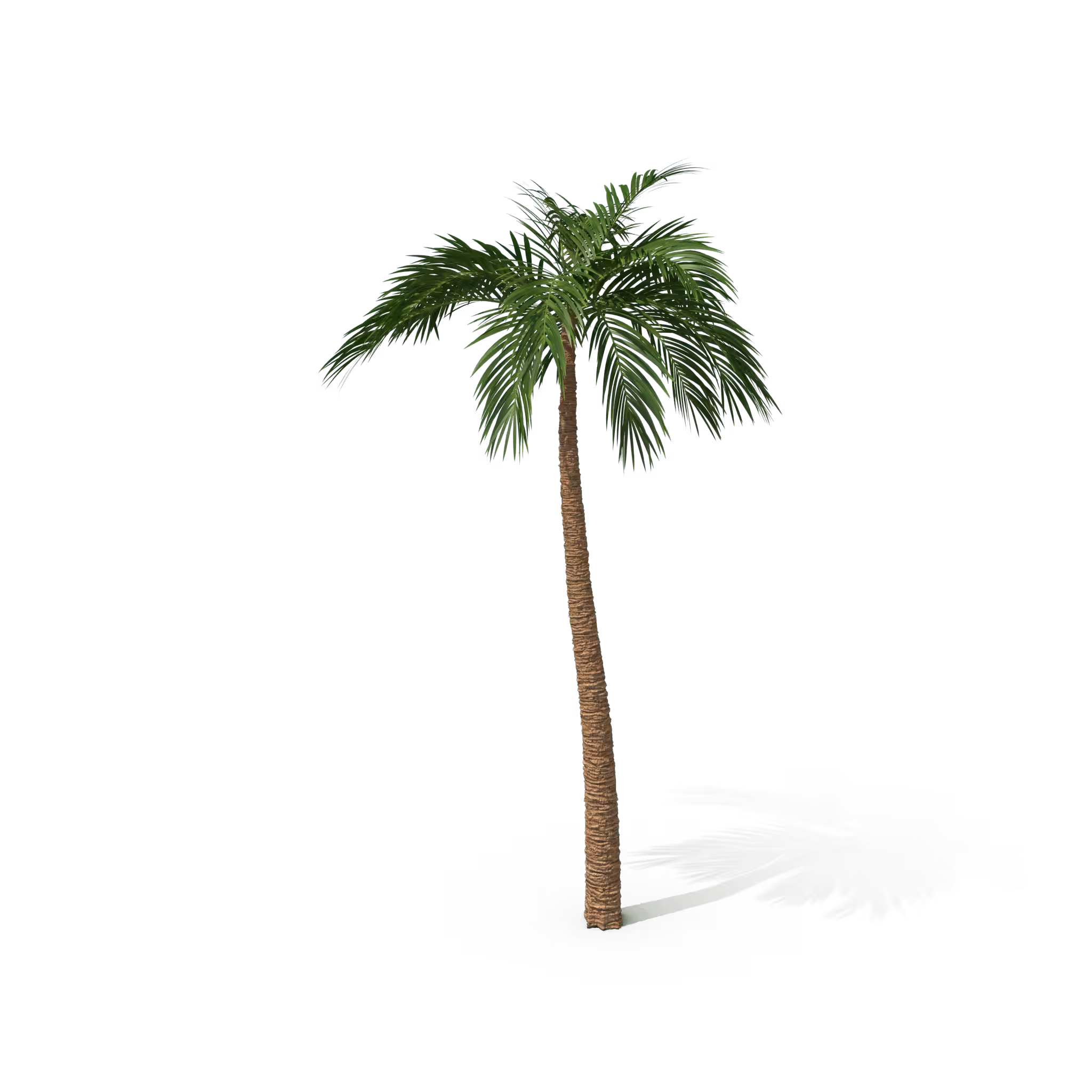 Your Tree #74