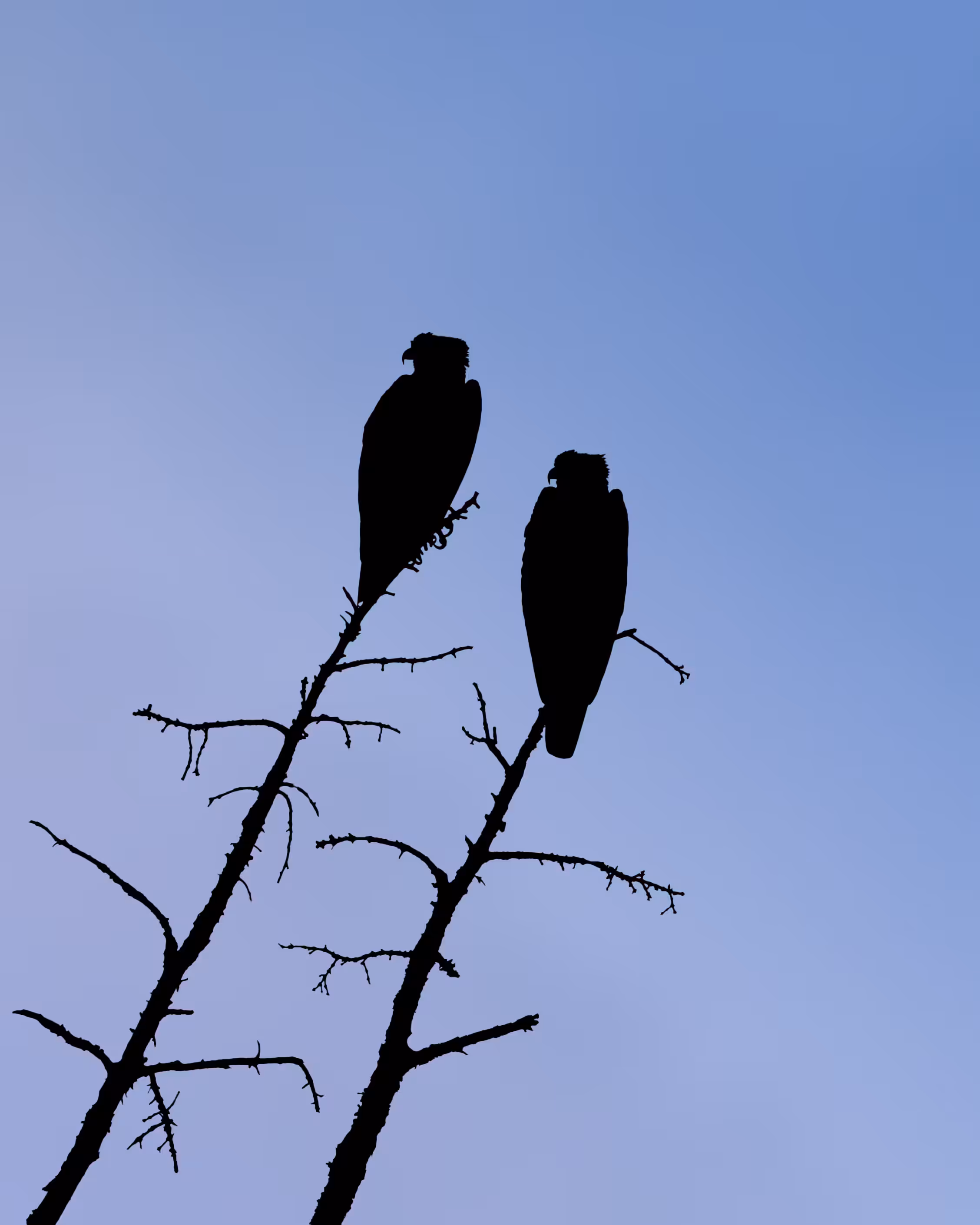Shared Silence
