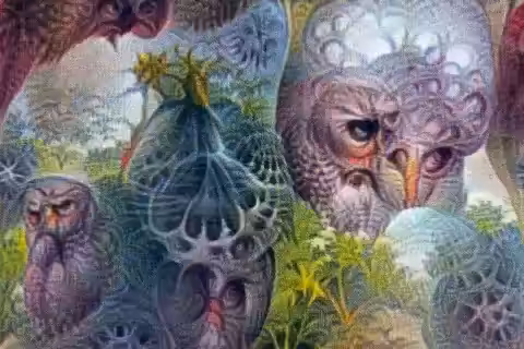Owls tale