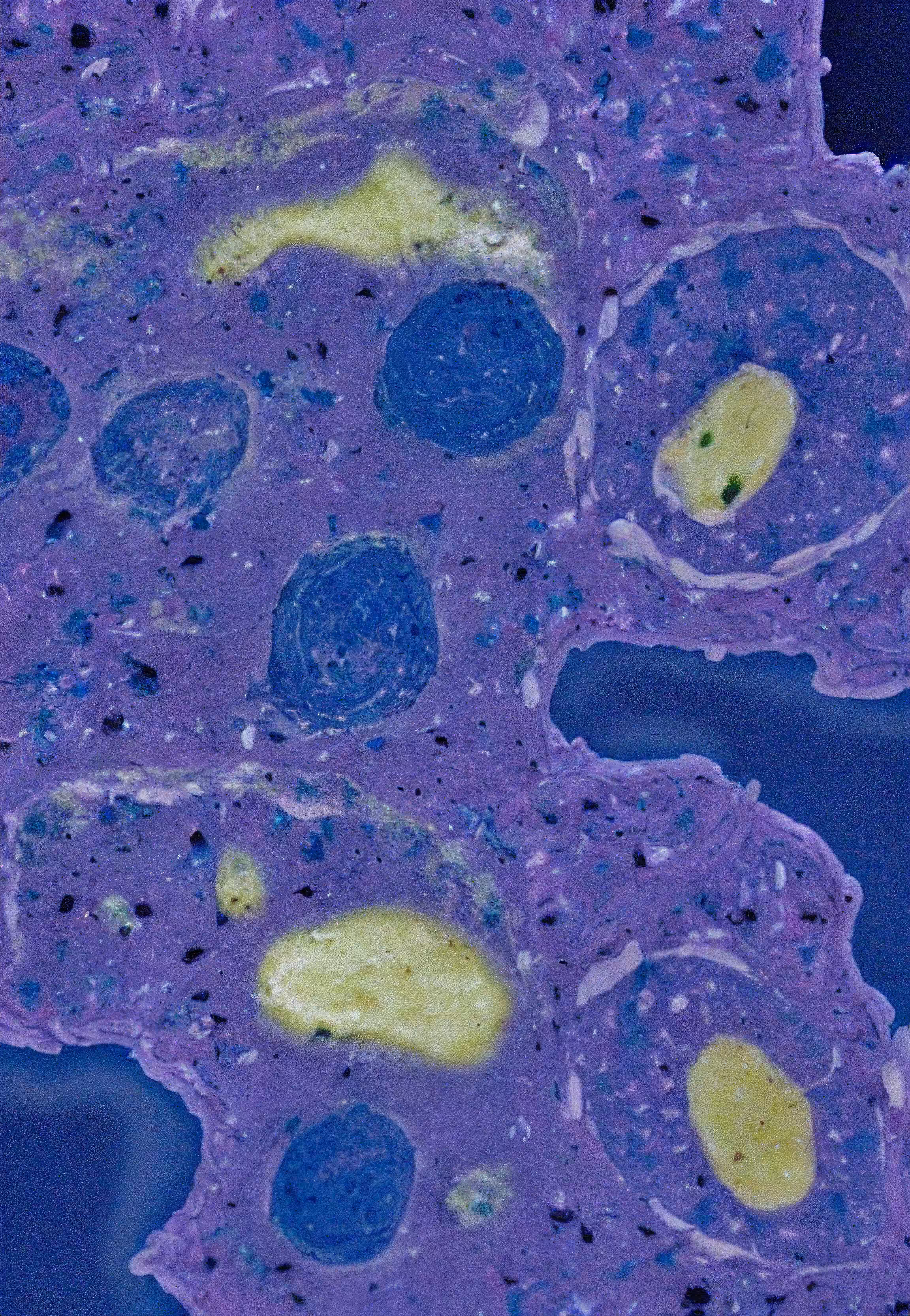 Histologia In Silico #12