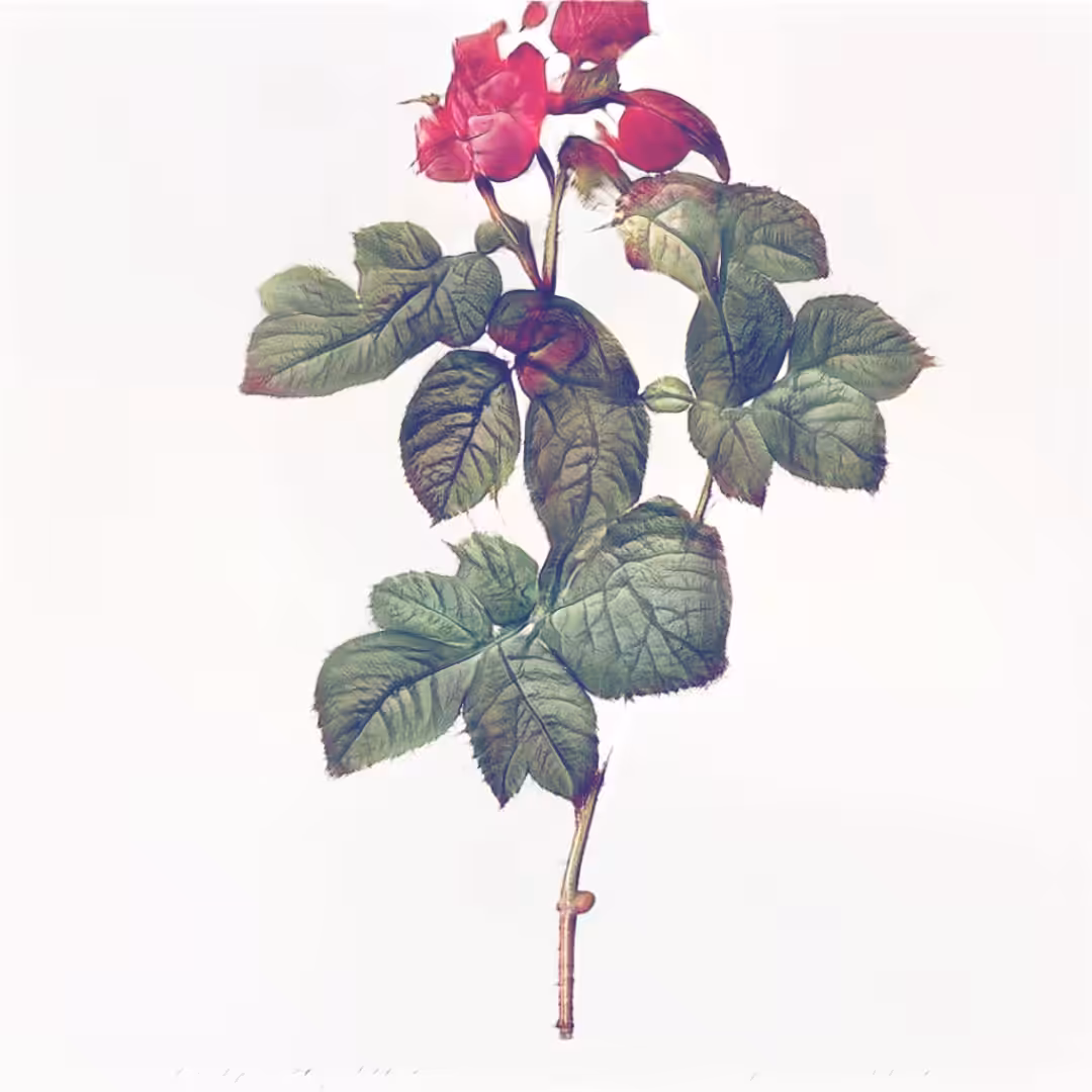 Solanaceae