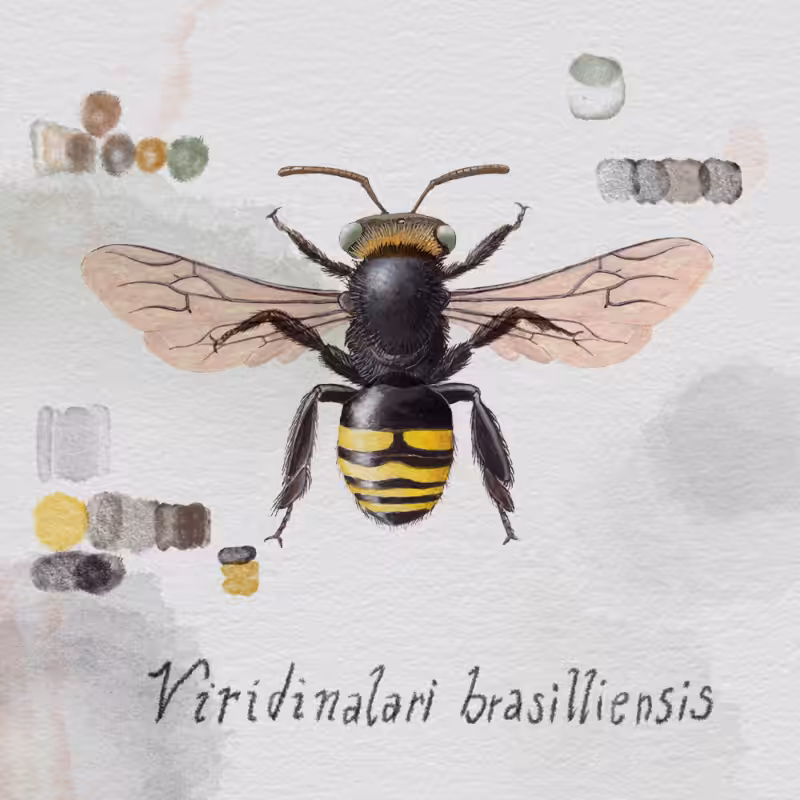 Randomic Brazilian Bees  #18