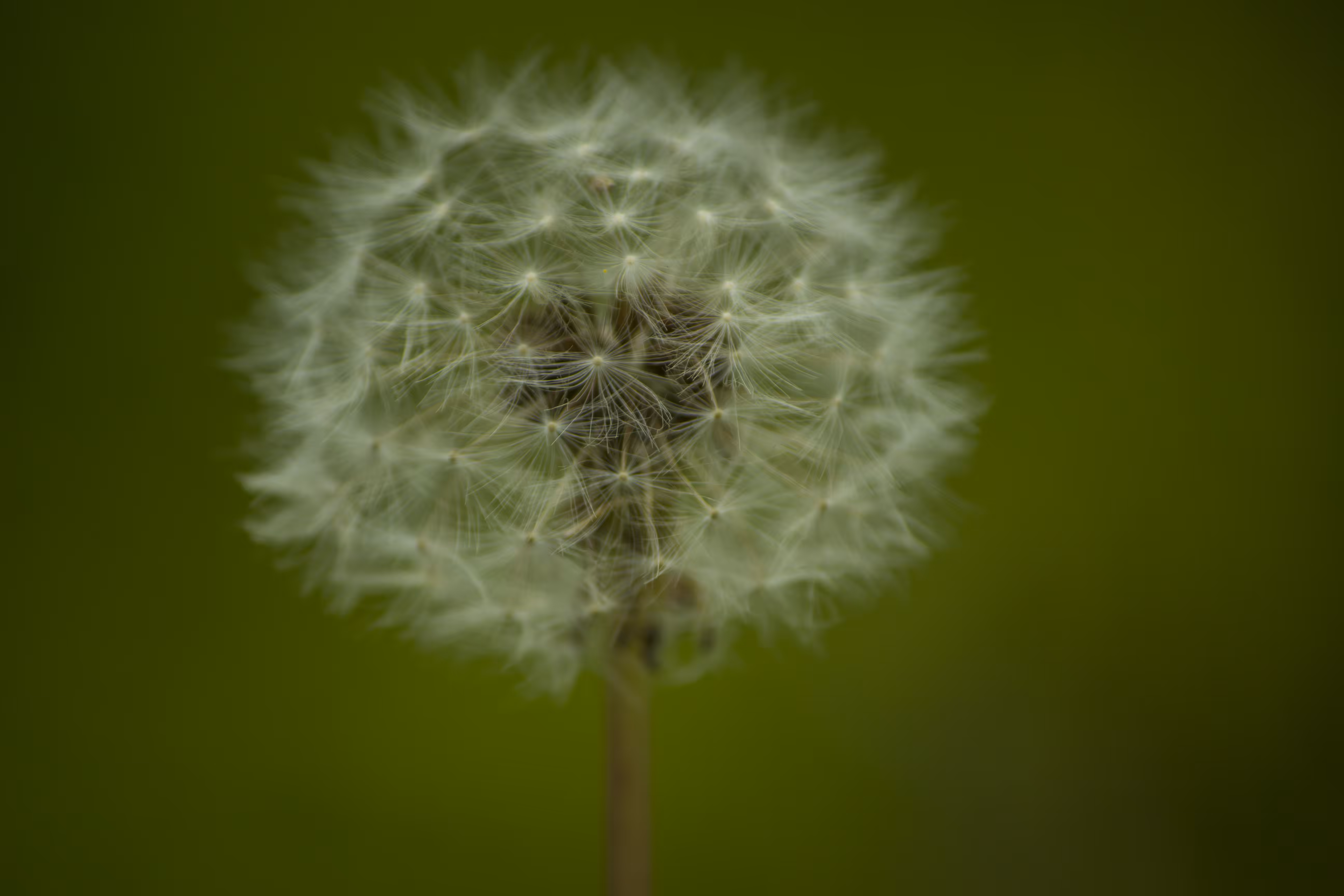 Dandelion