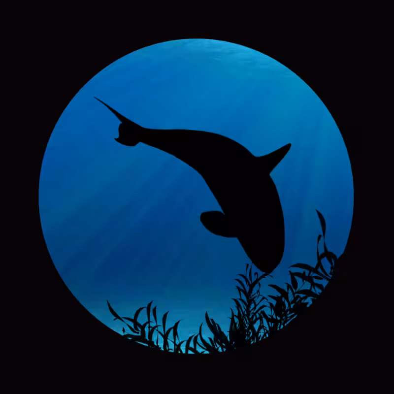 Whale #4