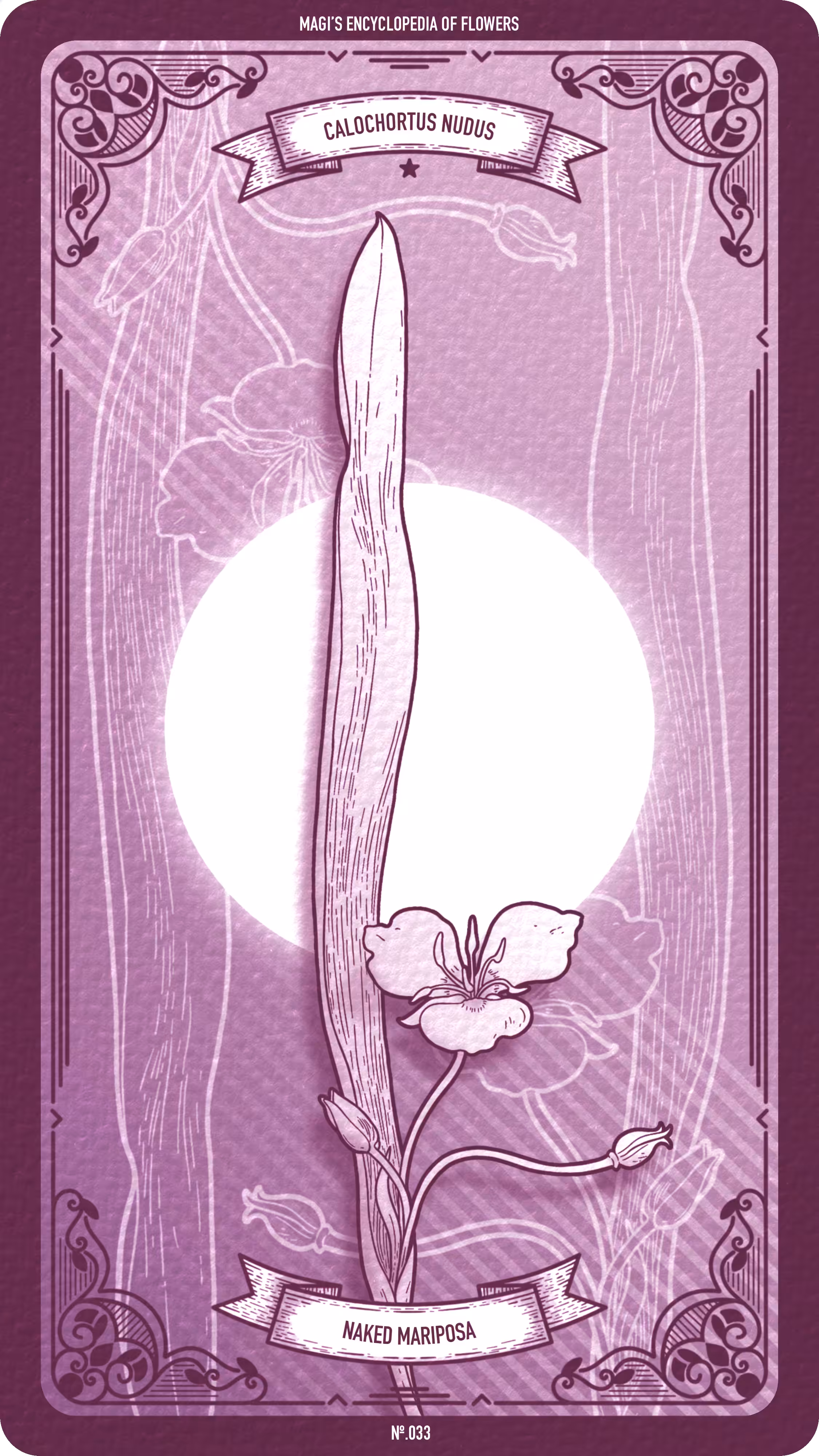 Magi's Encyclopedia of Flowers: 033 Naked Mariposa