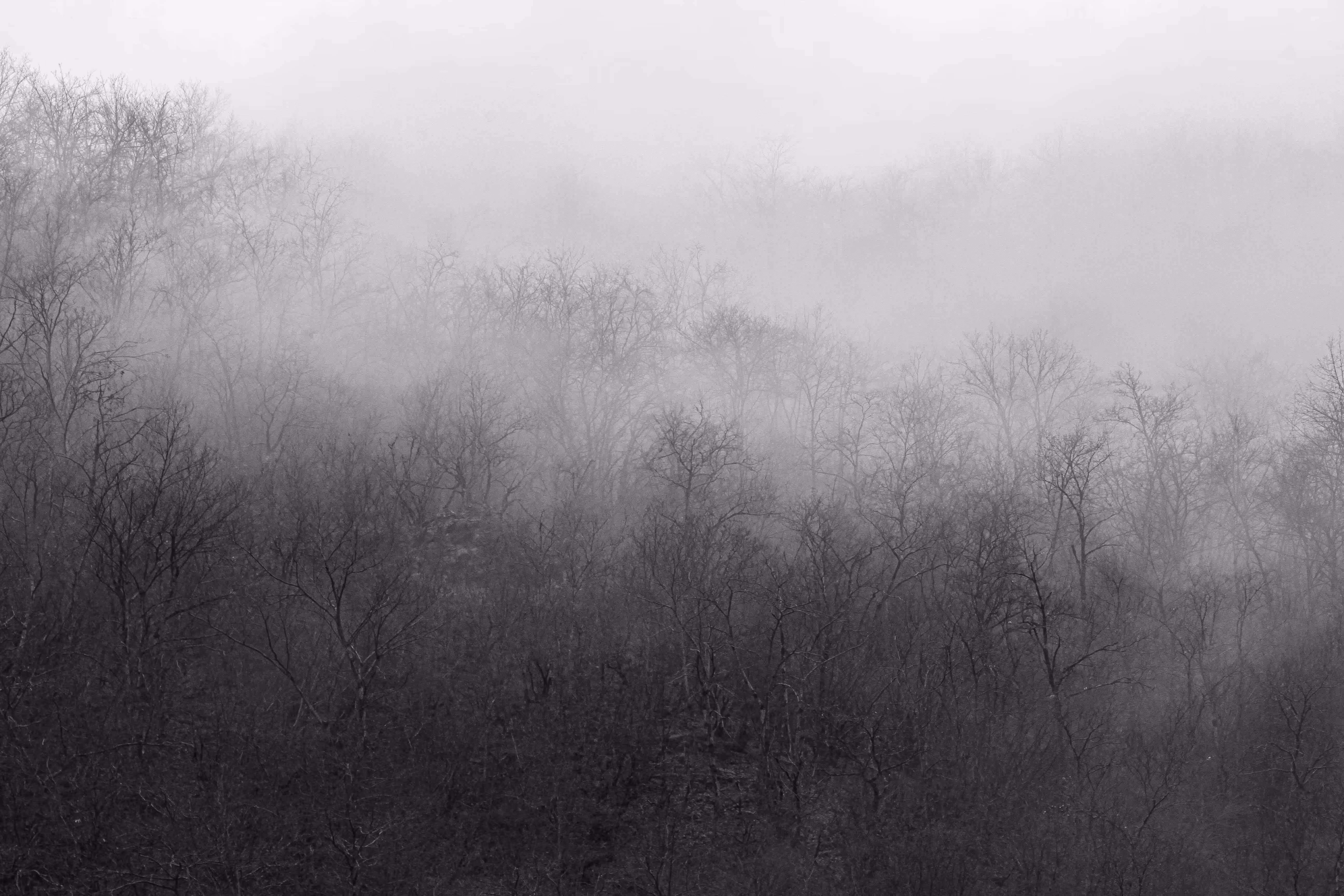 Ethereal Winter Fog Blankets the Silent Forest