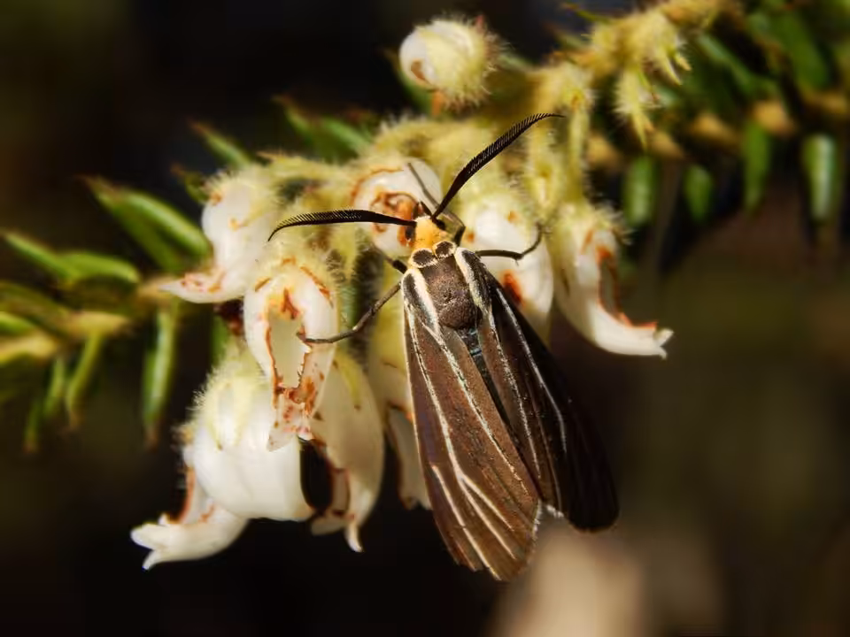 Agarista sp.