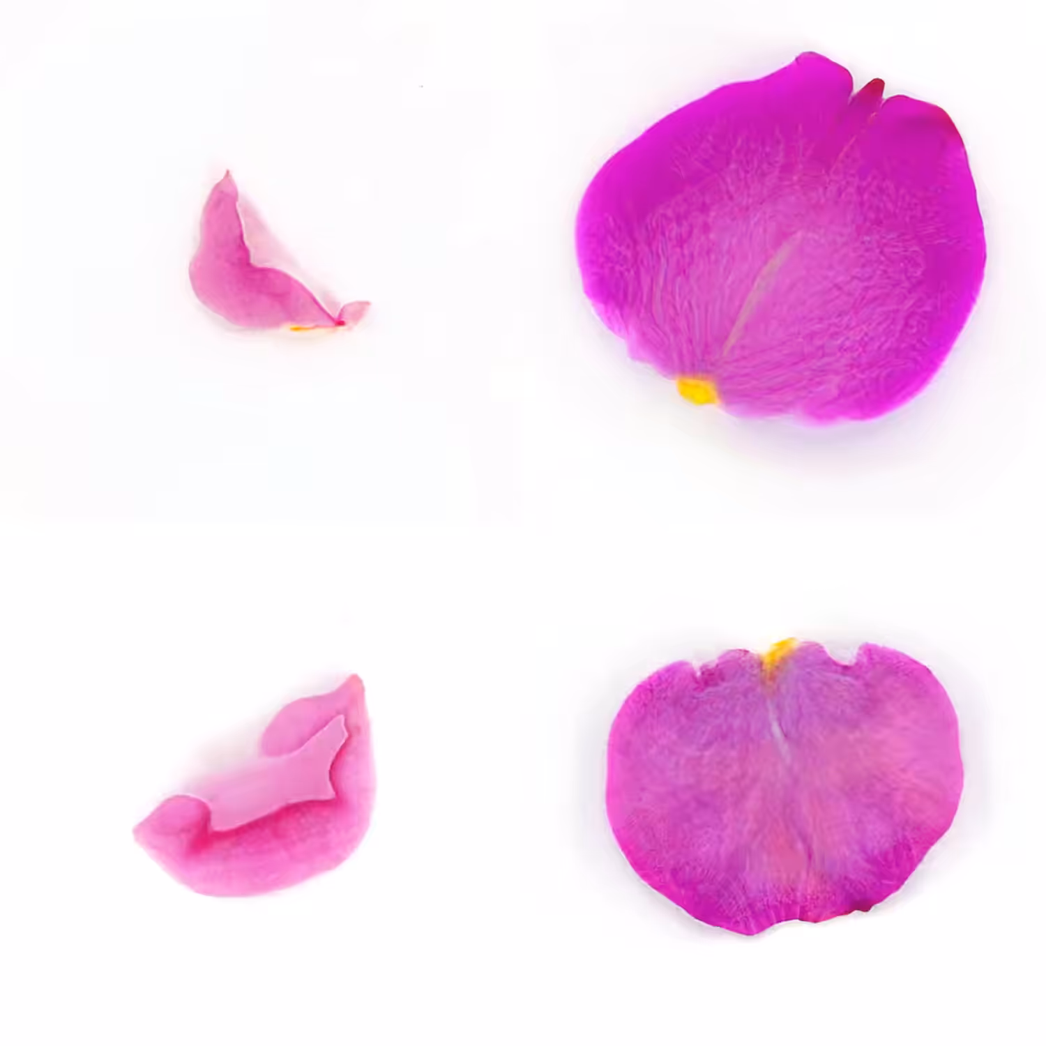 Infinite Petals 2x2#20023