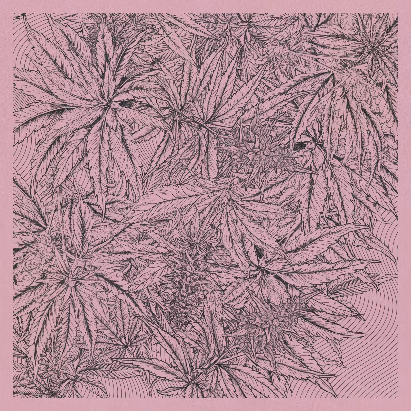 zancannabis #157