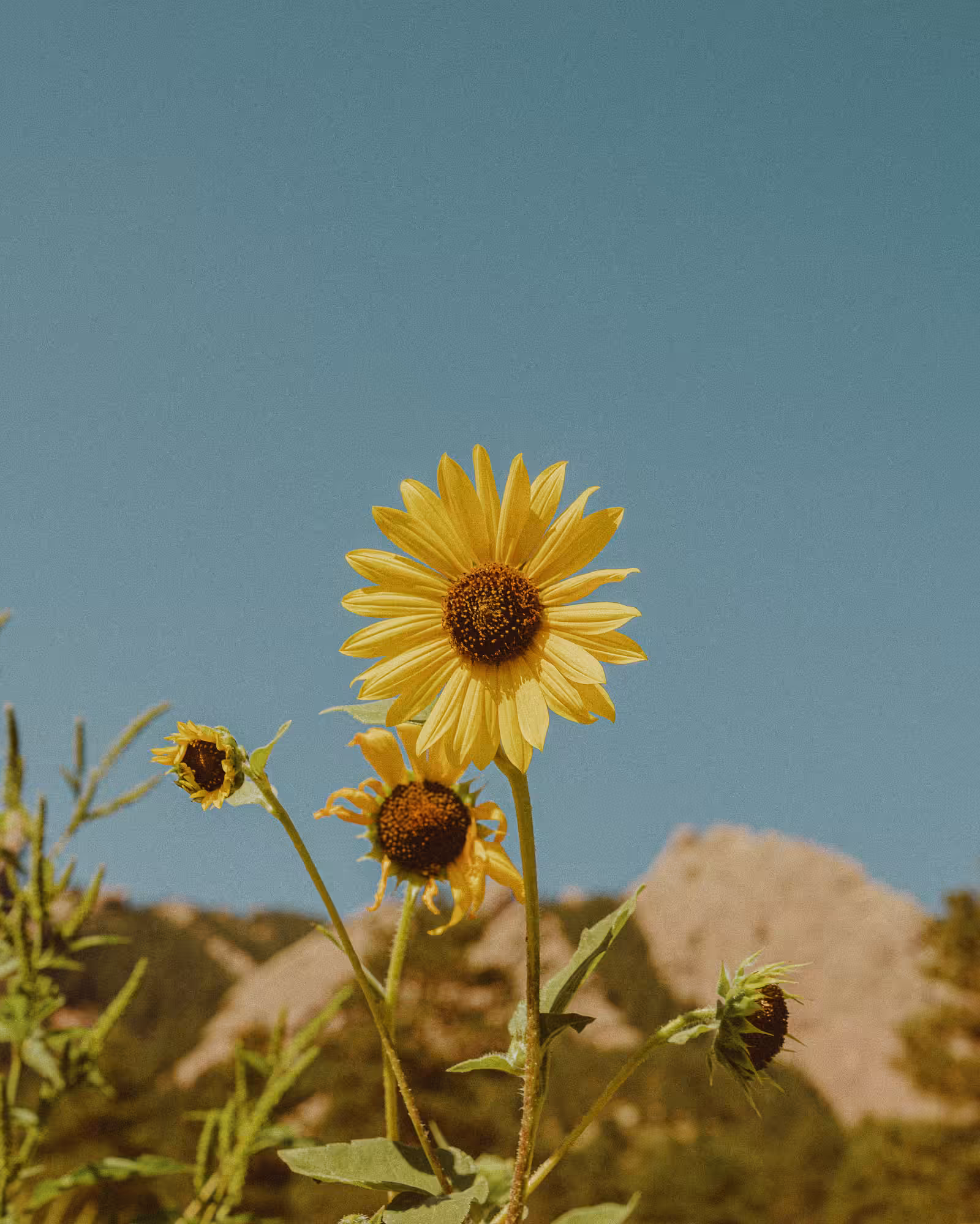 Sunshine Daydream