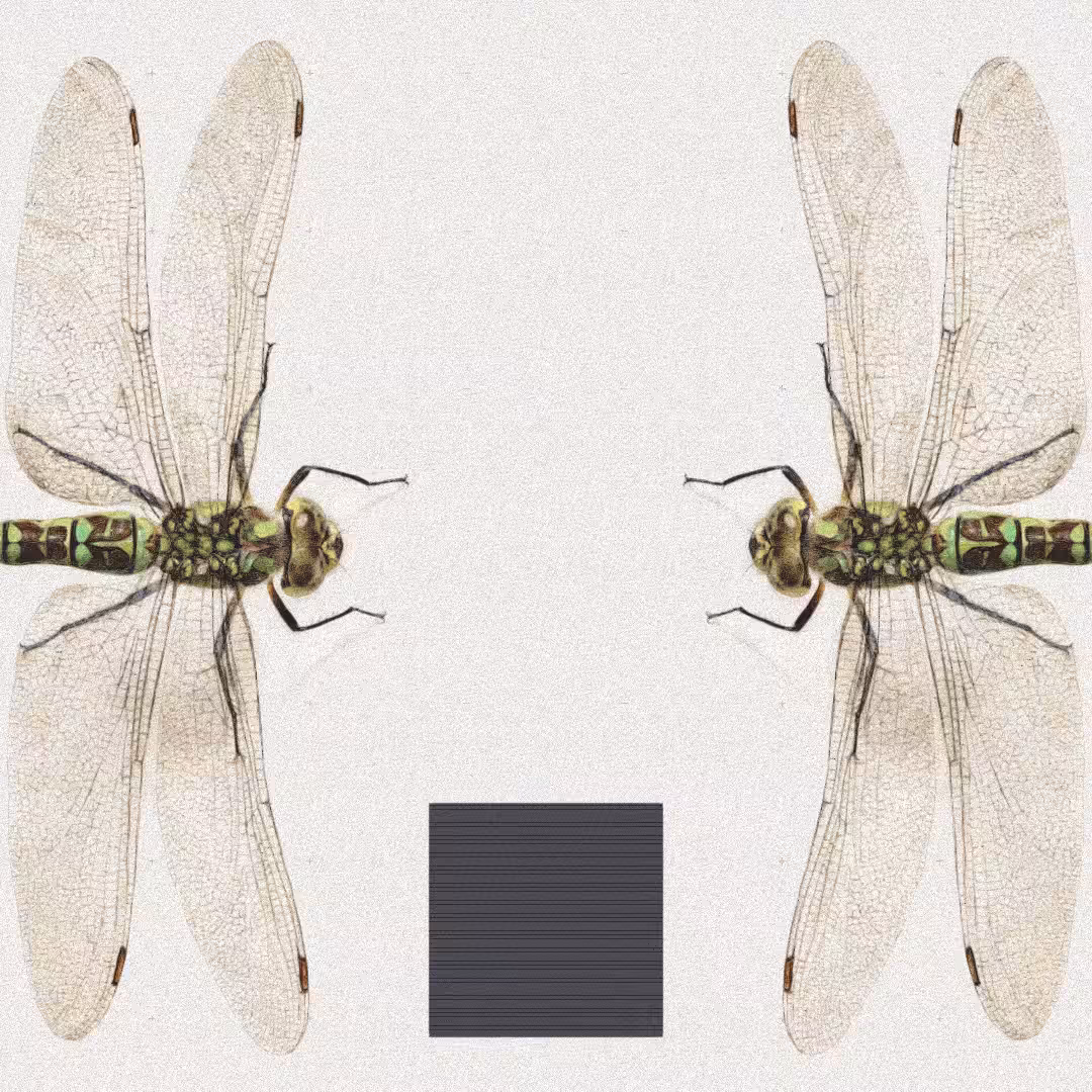 Dragonfly #7