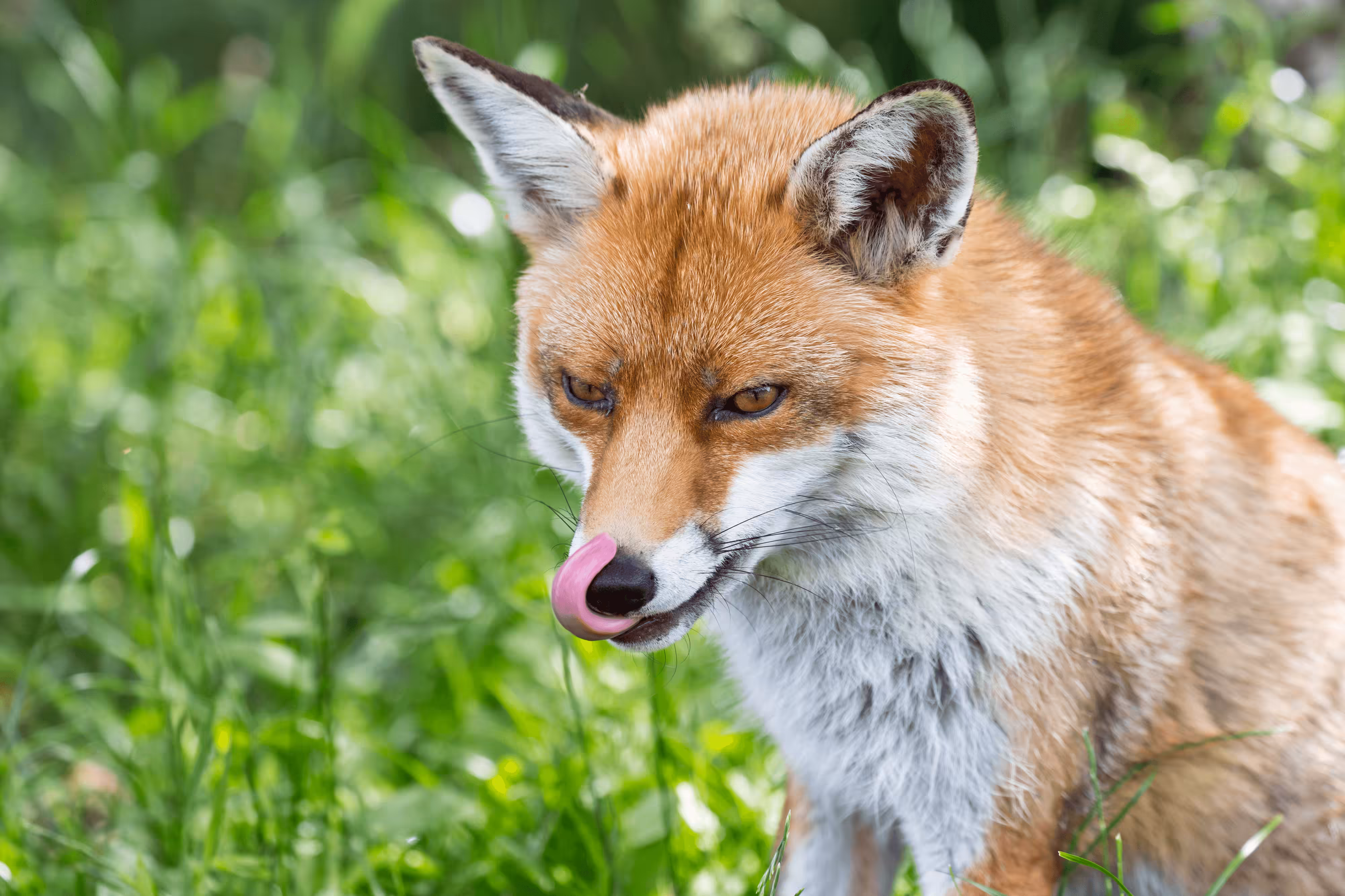 Red Fox