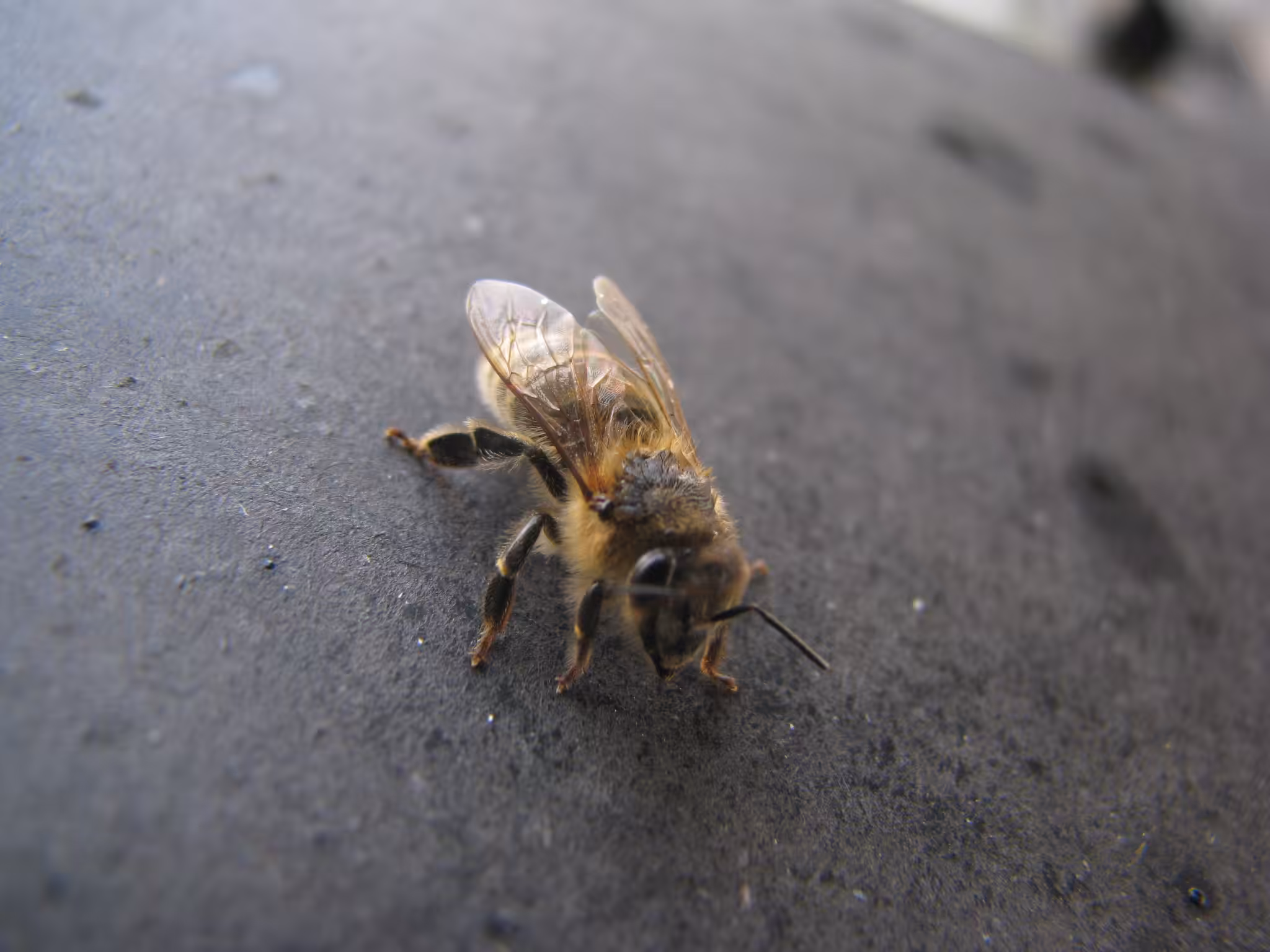 bee
