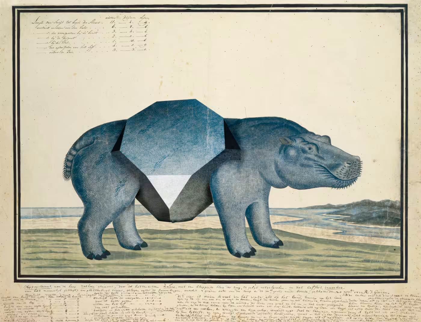 animalis polyedae X
