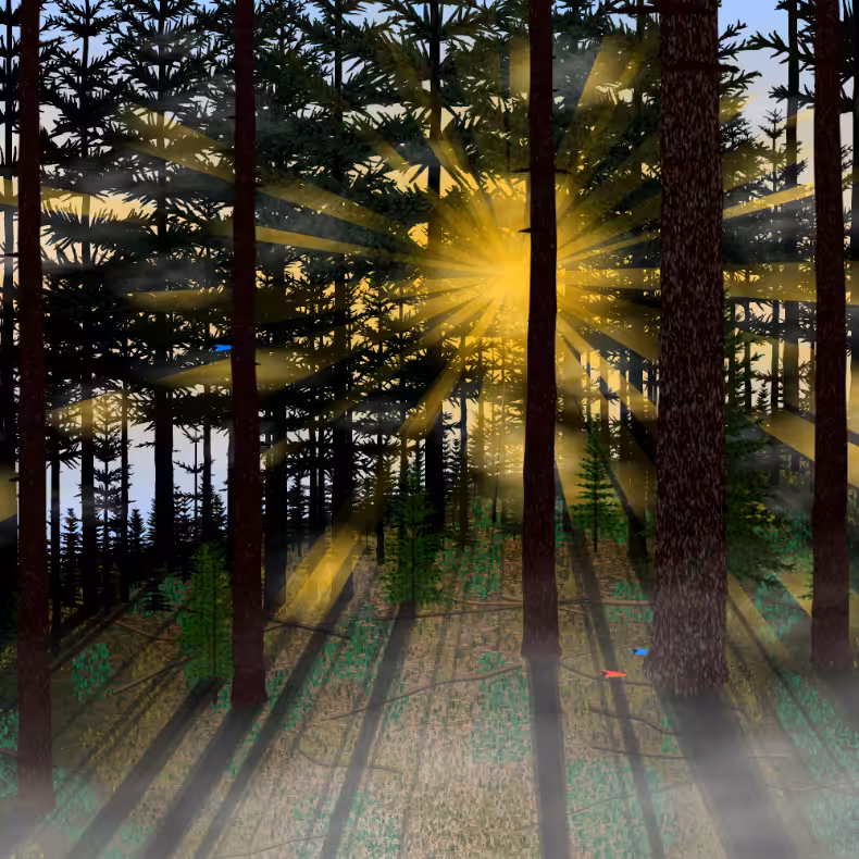 Forest Sunrise #20