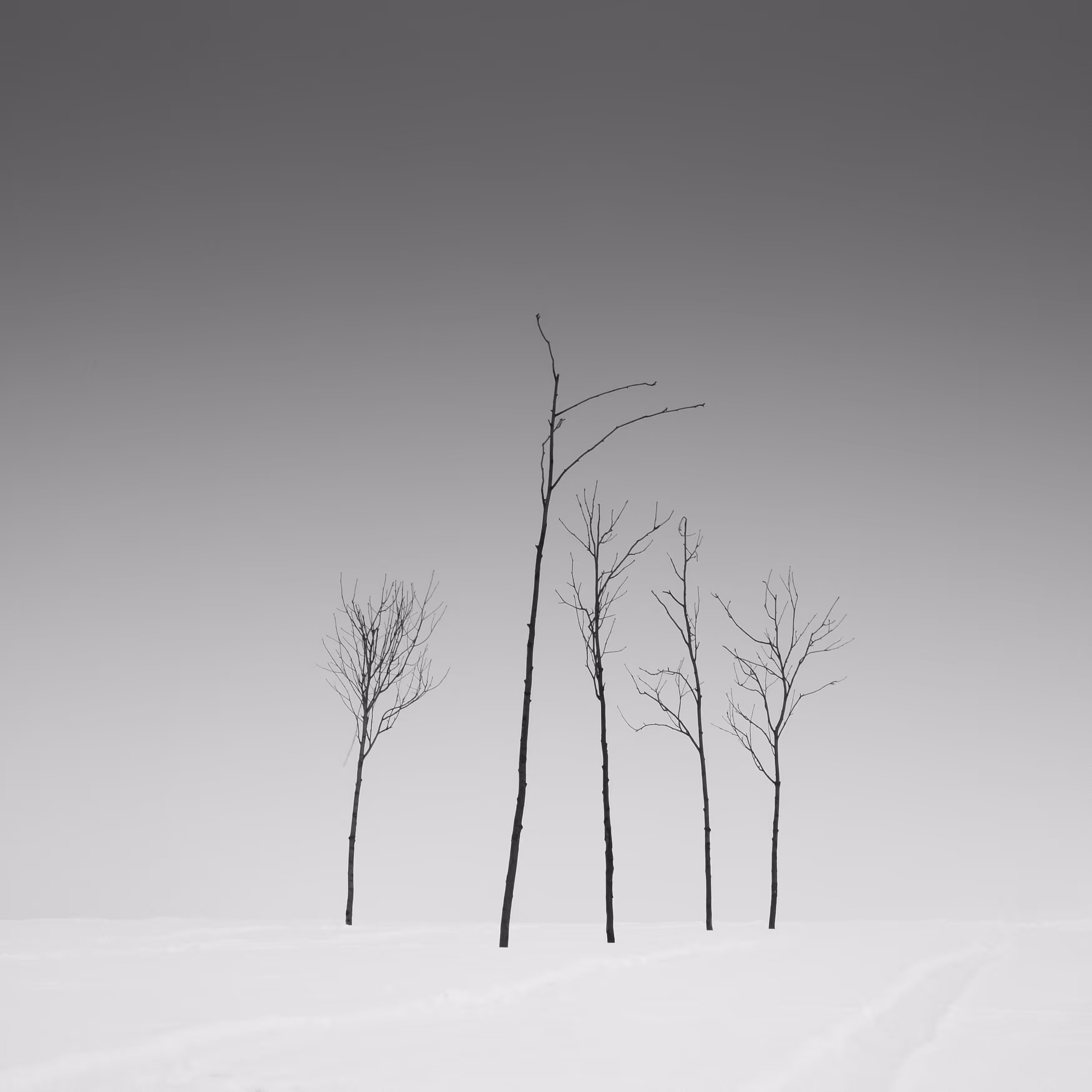 Five trees