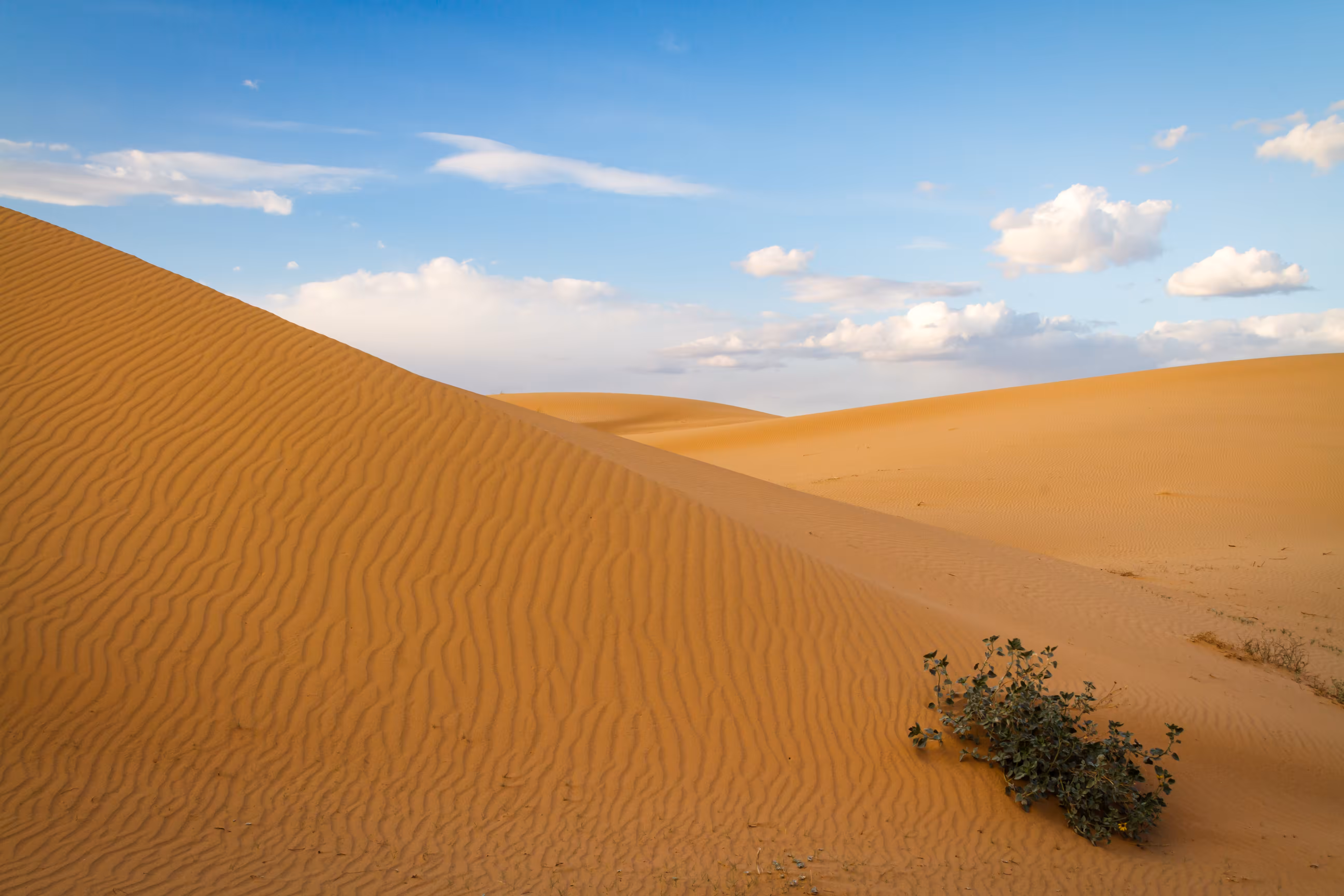 North Algodones Dunes