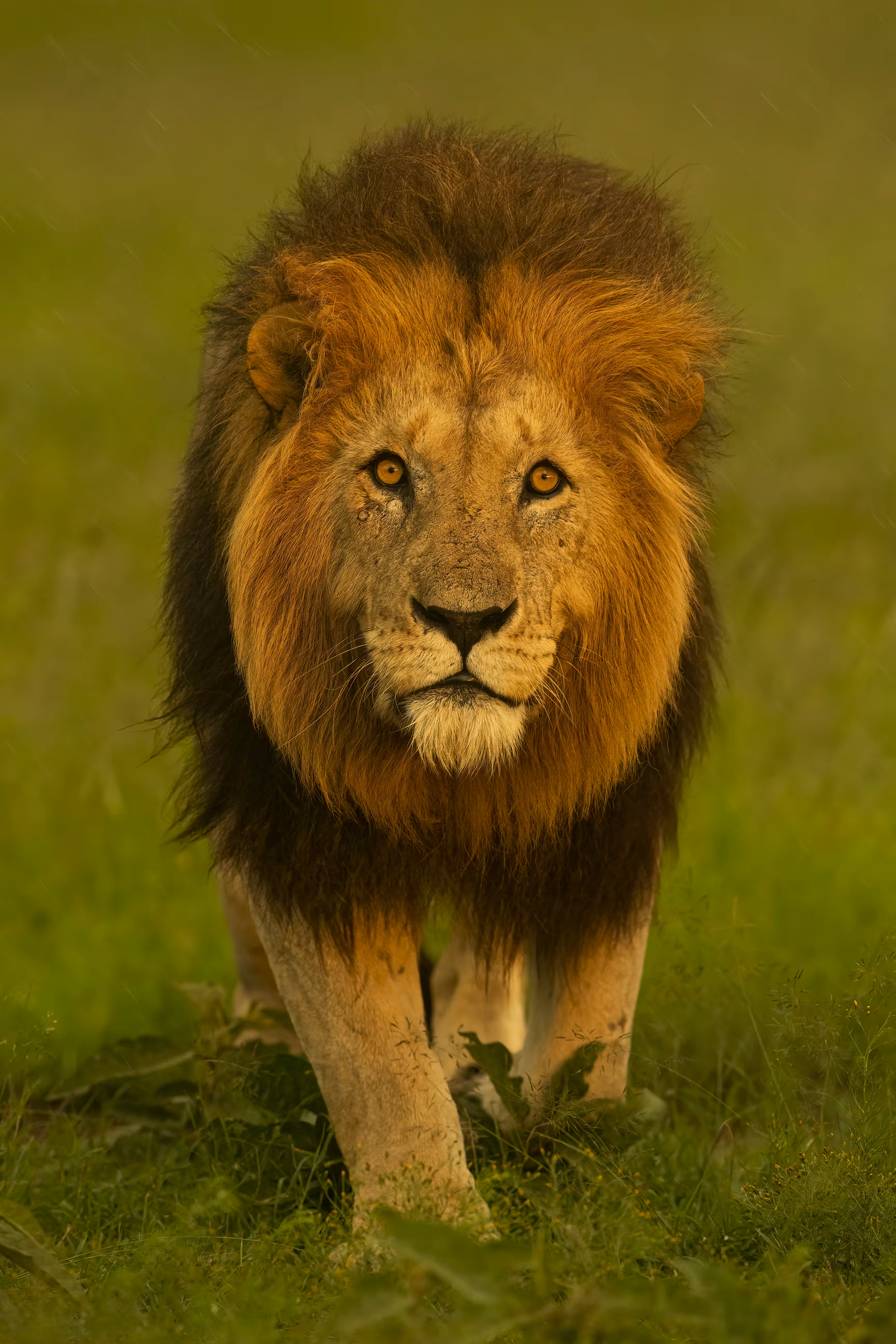 The Lion King