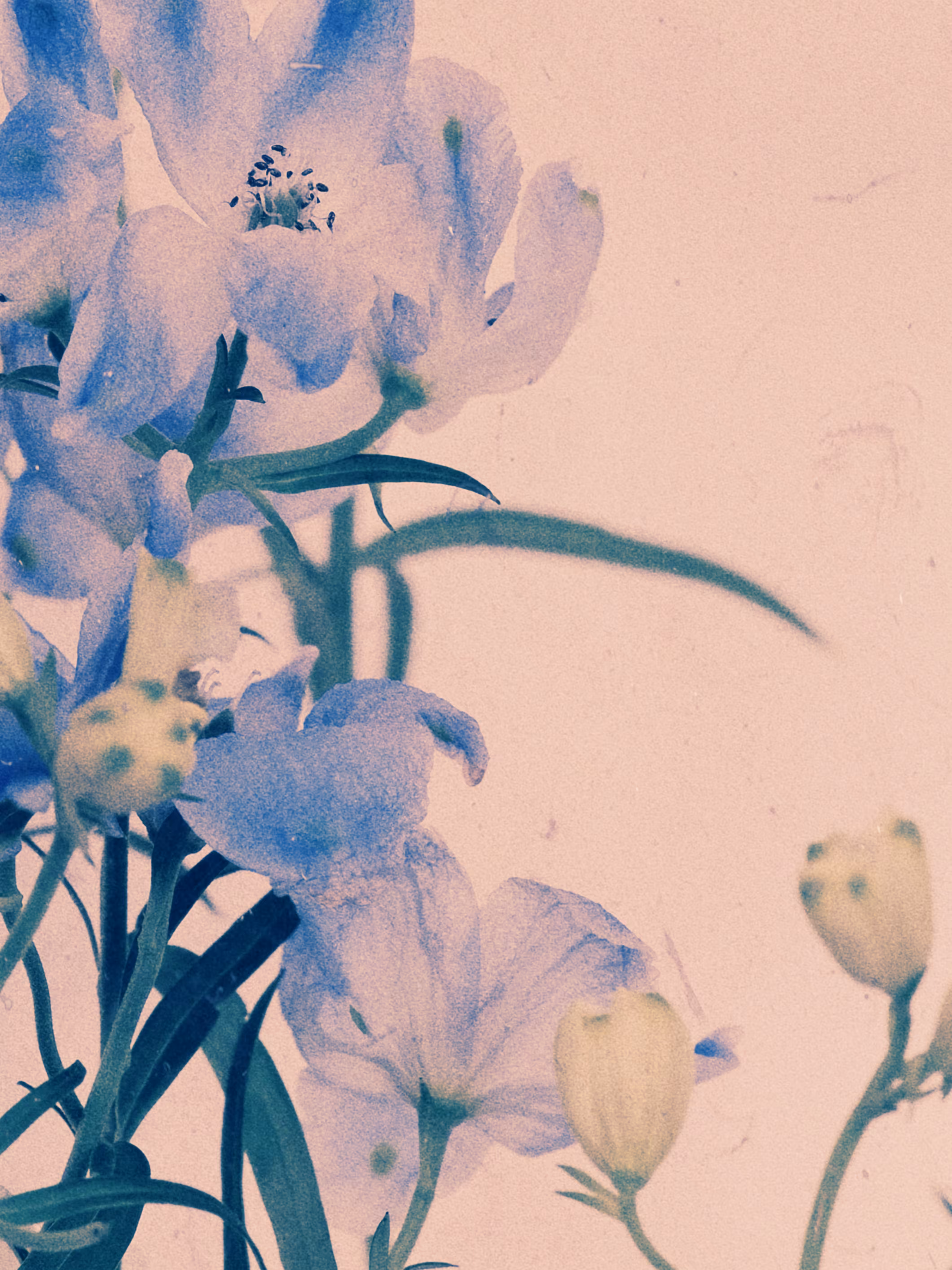 Rodeo post #545: purple delusion