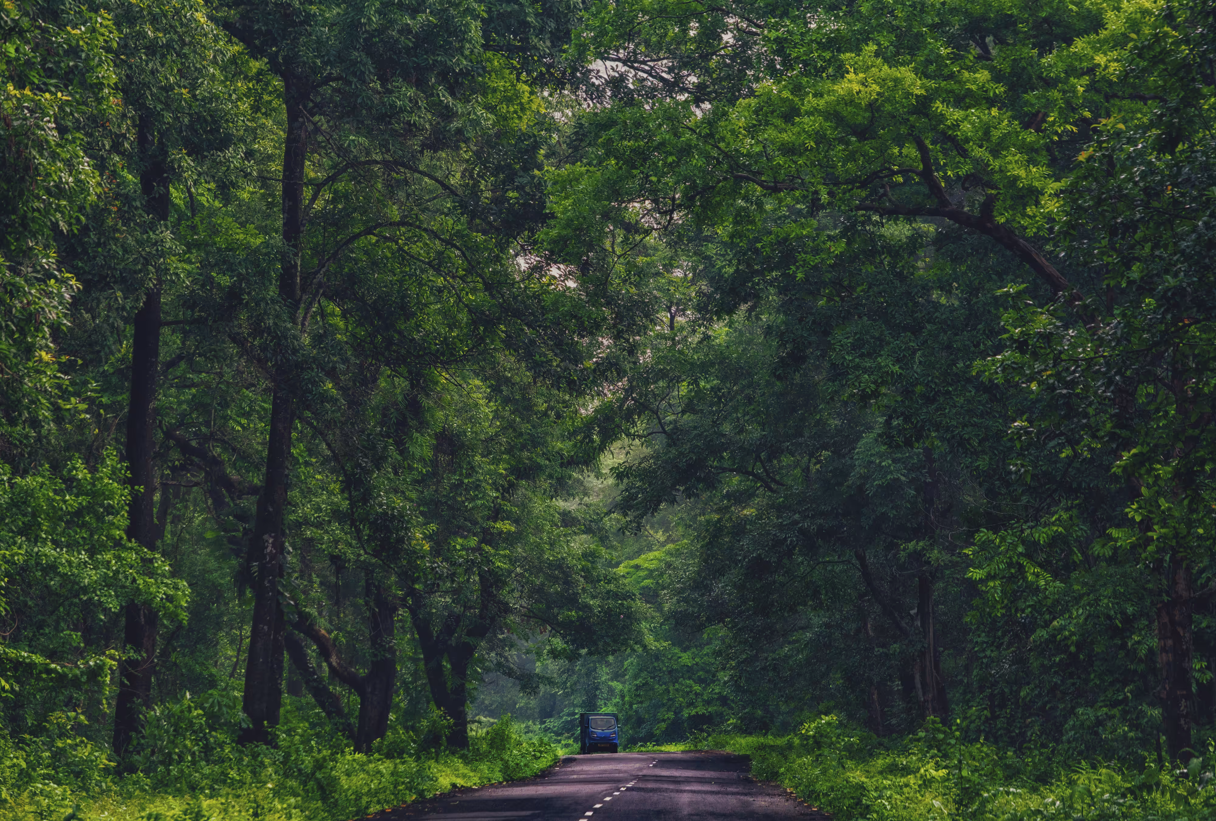Photography for my SOUL: Green Road - First Step 