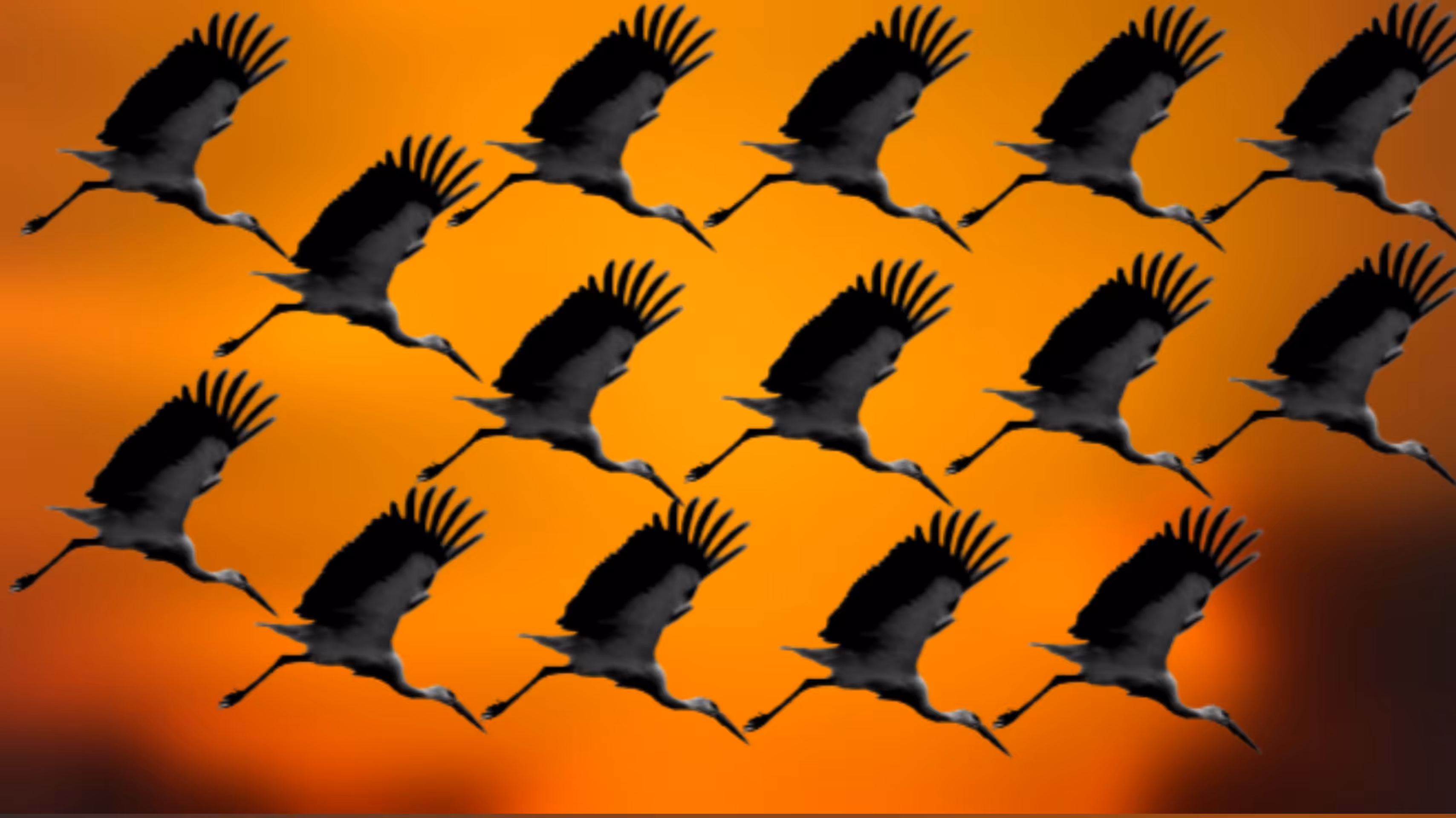 Sunset and storks