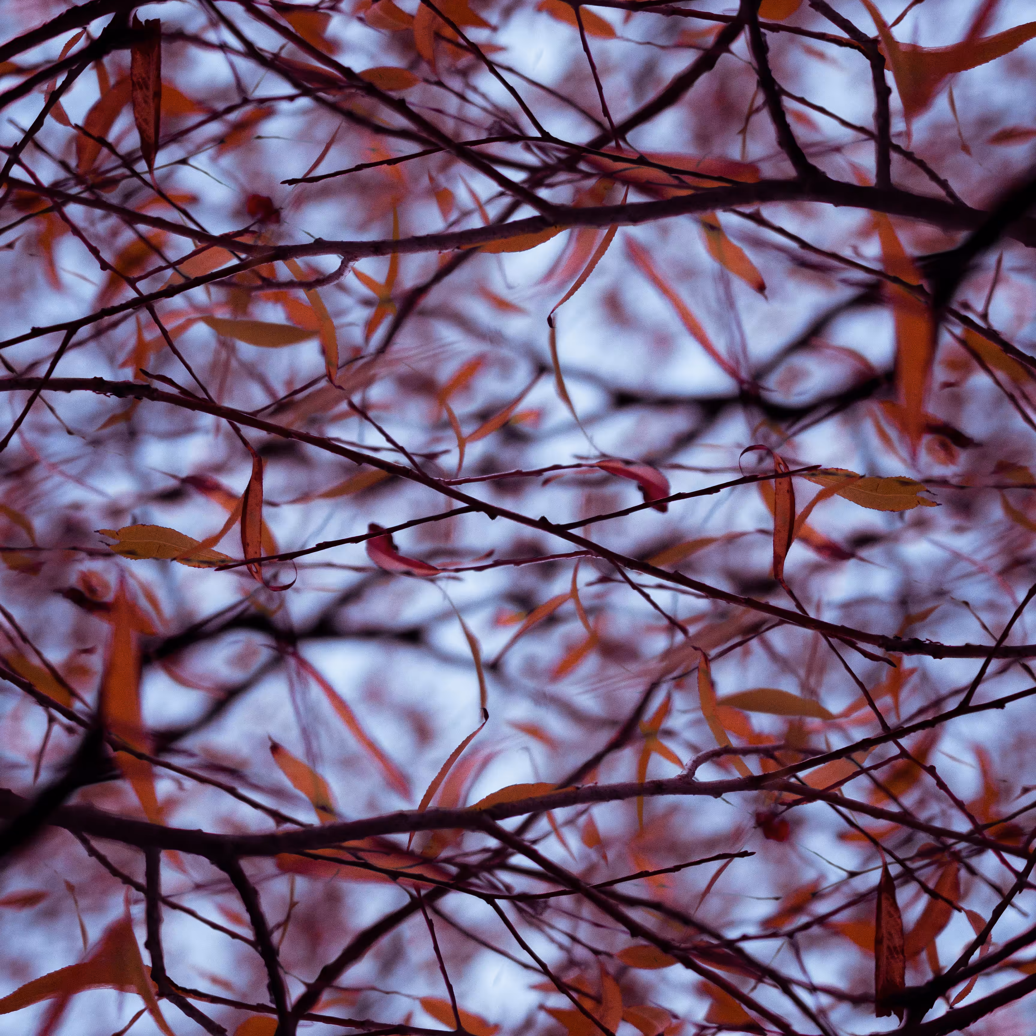 webbed willows