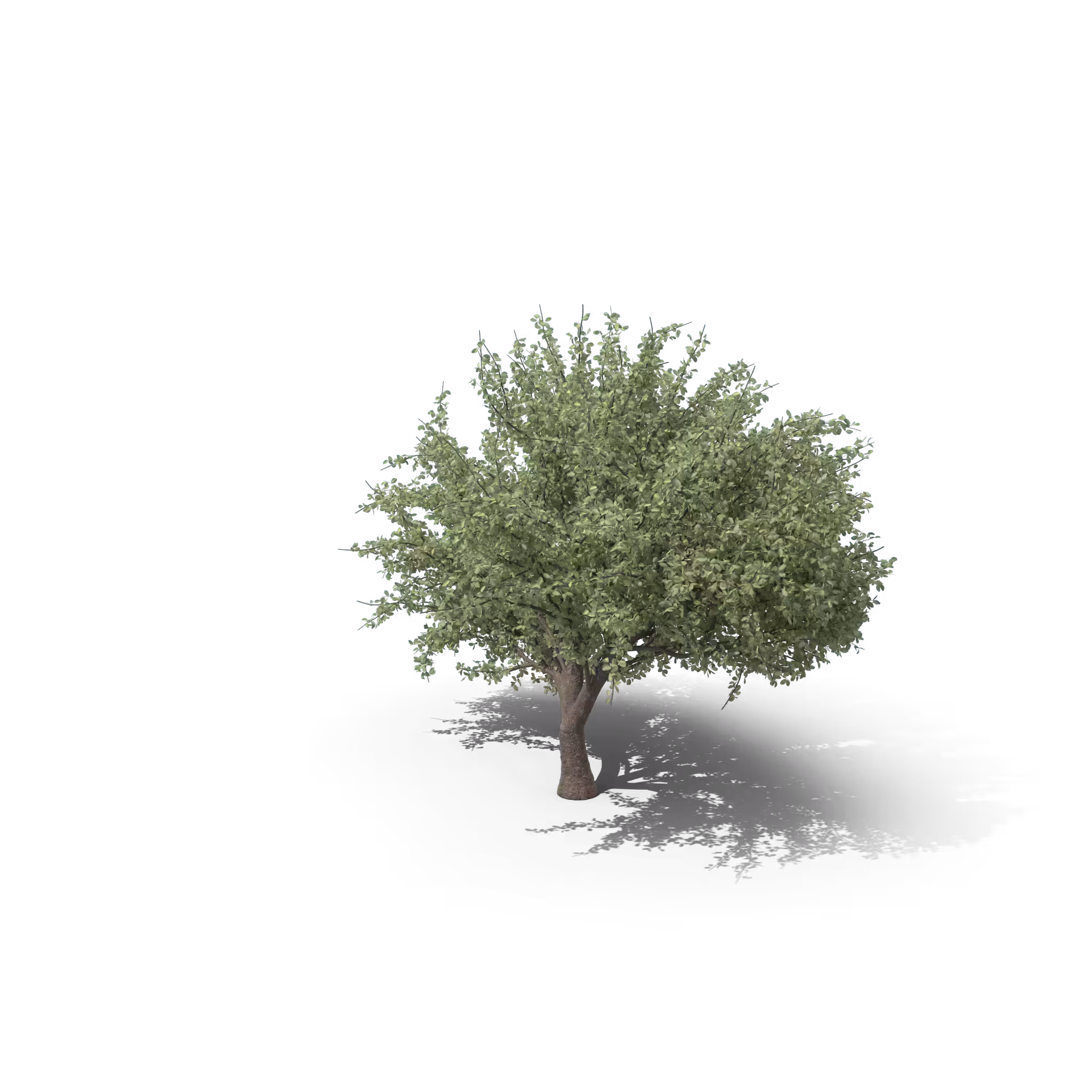 Your Tree I Cherry 