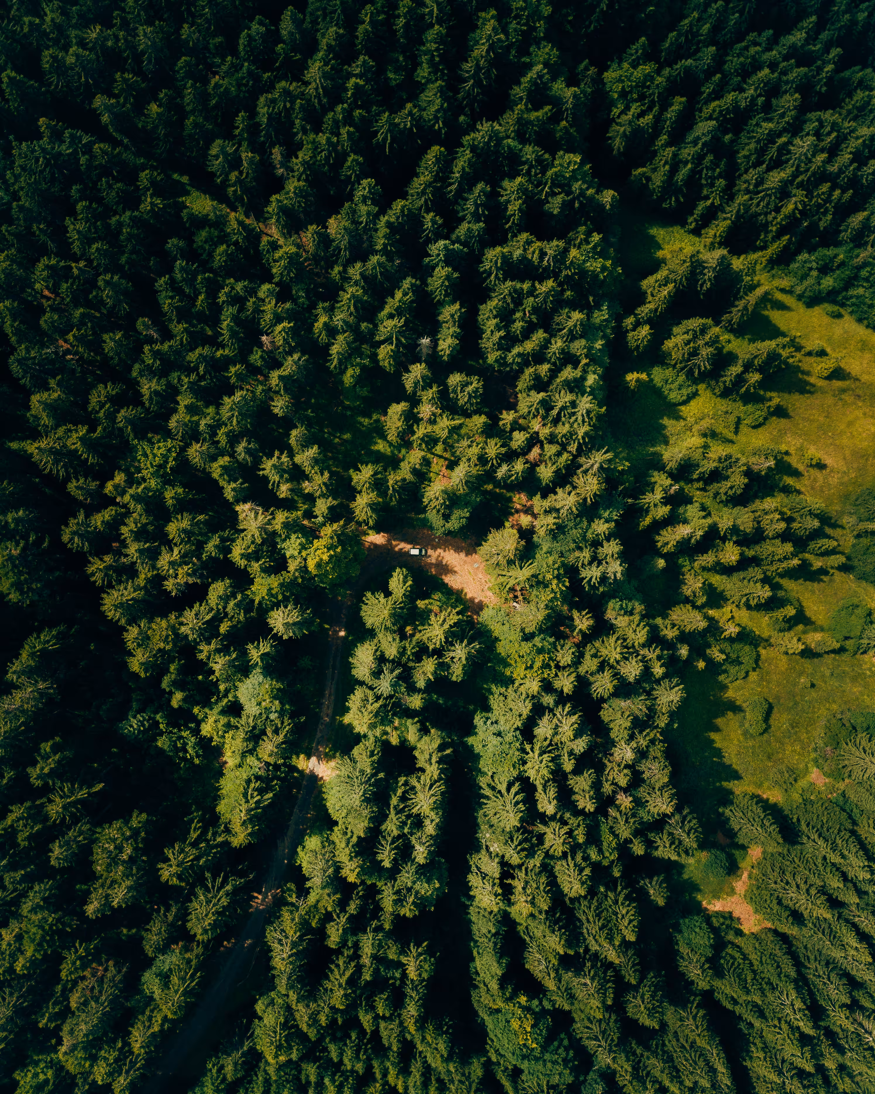 Czech Forest