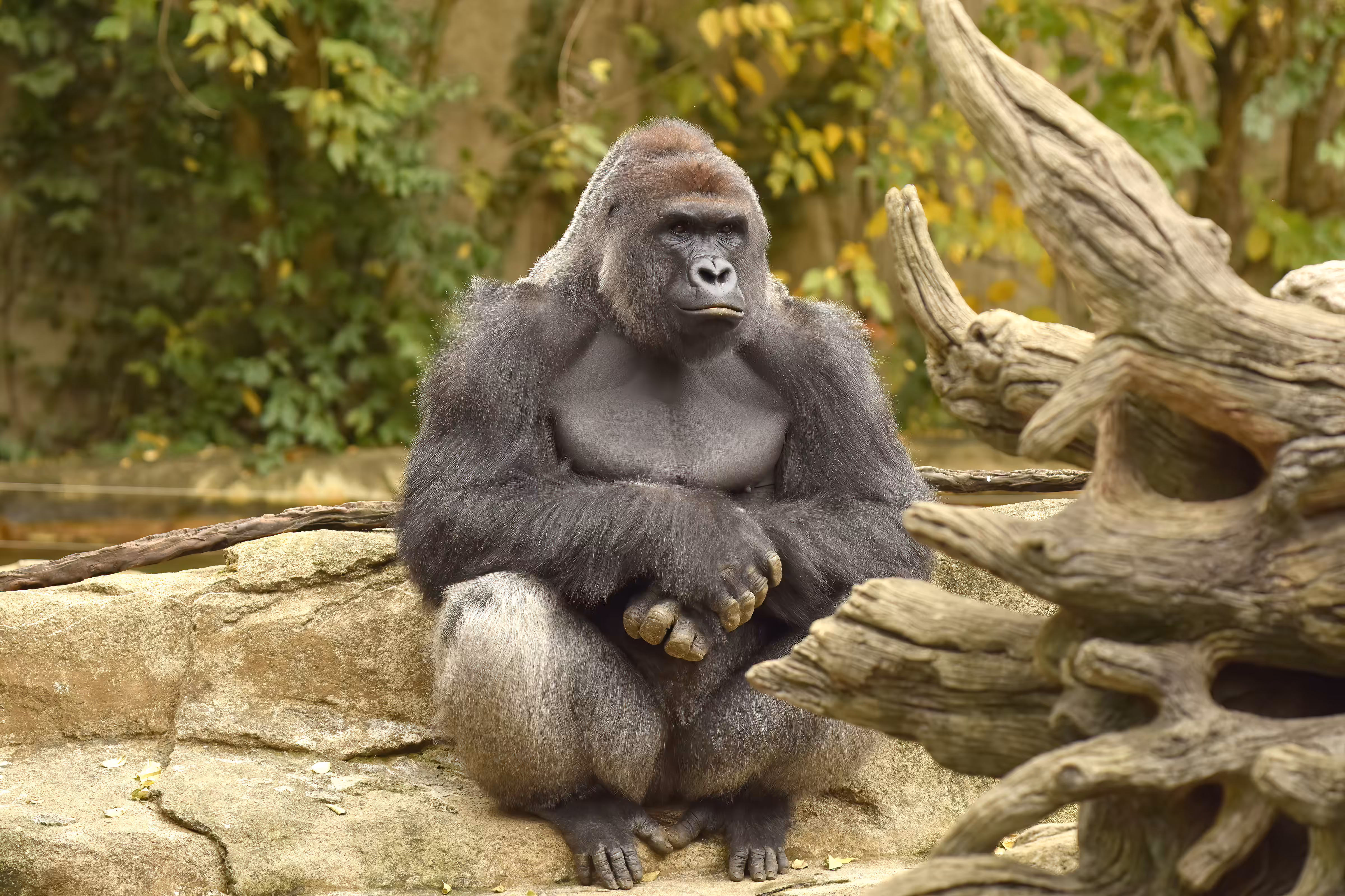 LEGENDS: HARAMBE: LEGENDS #19