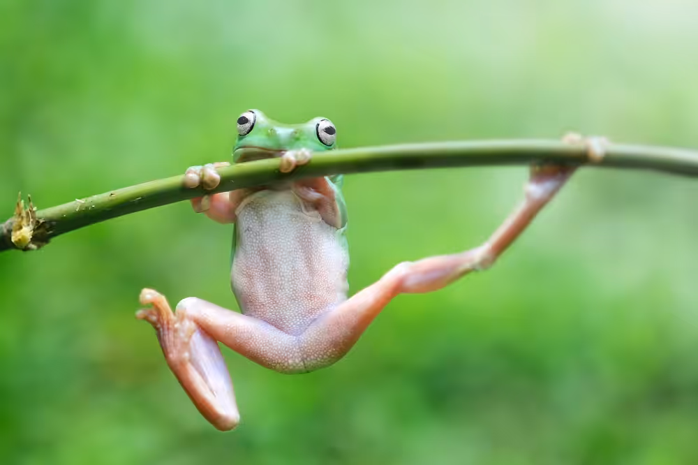 tree frogs, dumpy frogs on tree branches