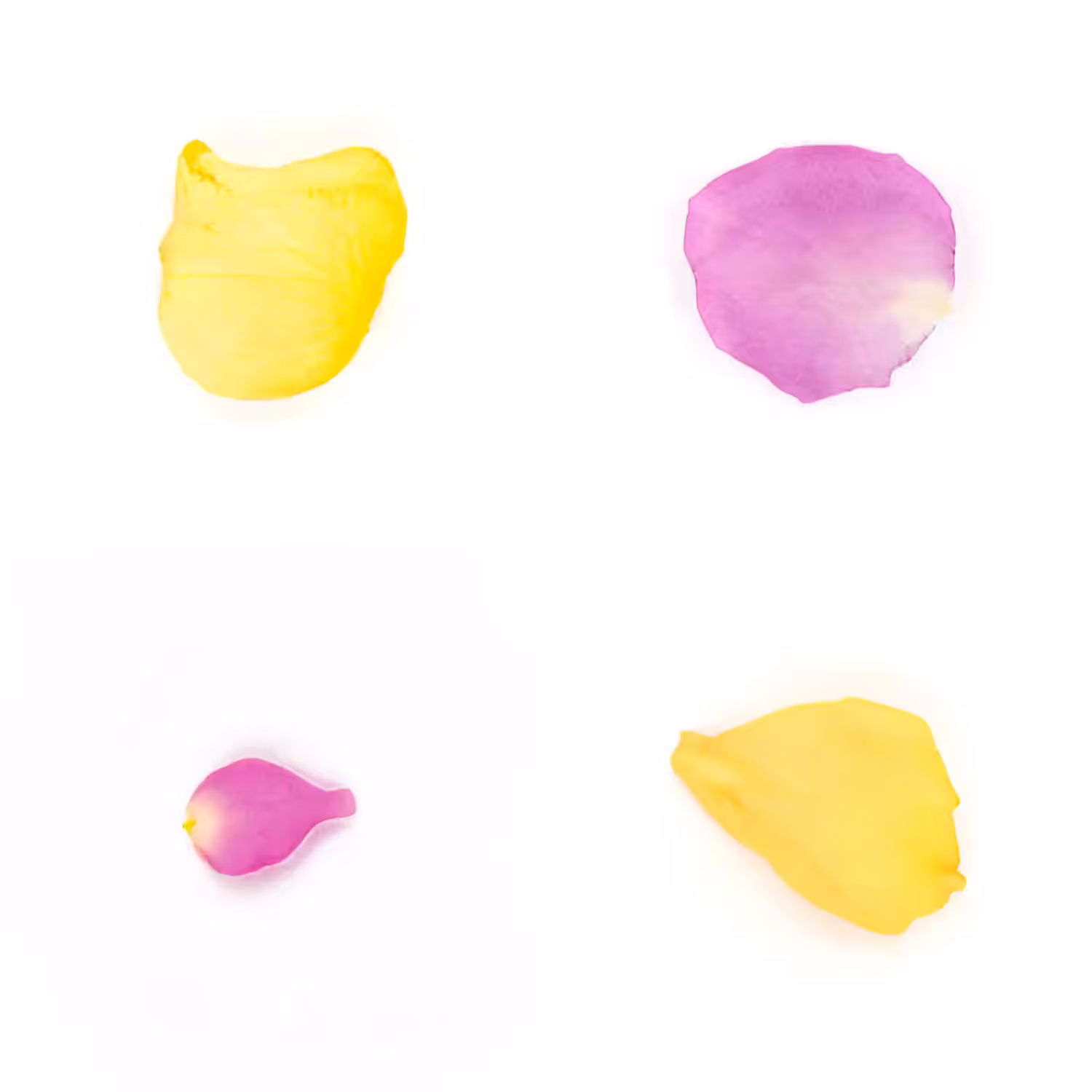 Infinite Petals 2x2#20079