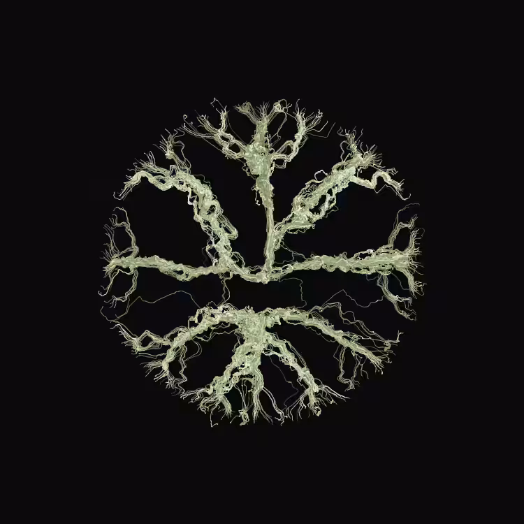 Ginseng #1