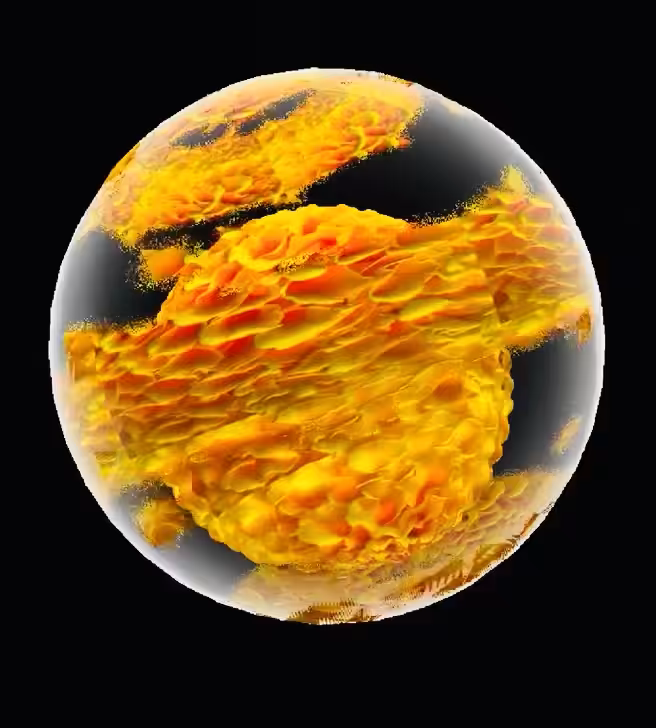 Golden Marigold 