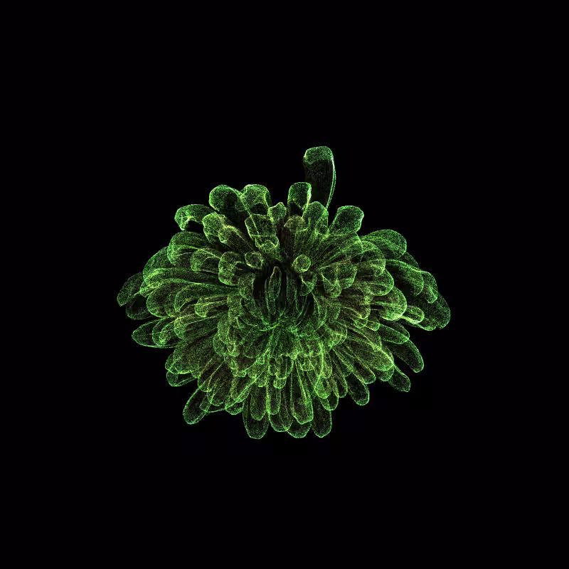 Chrysanthemum Morifolium 30 #133