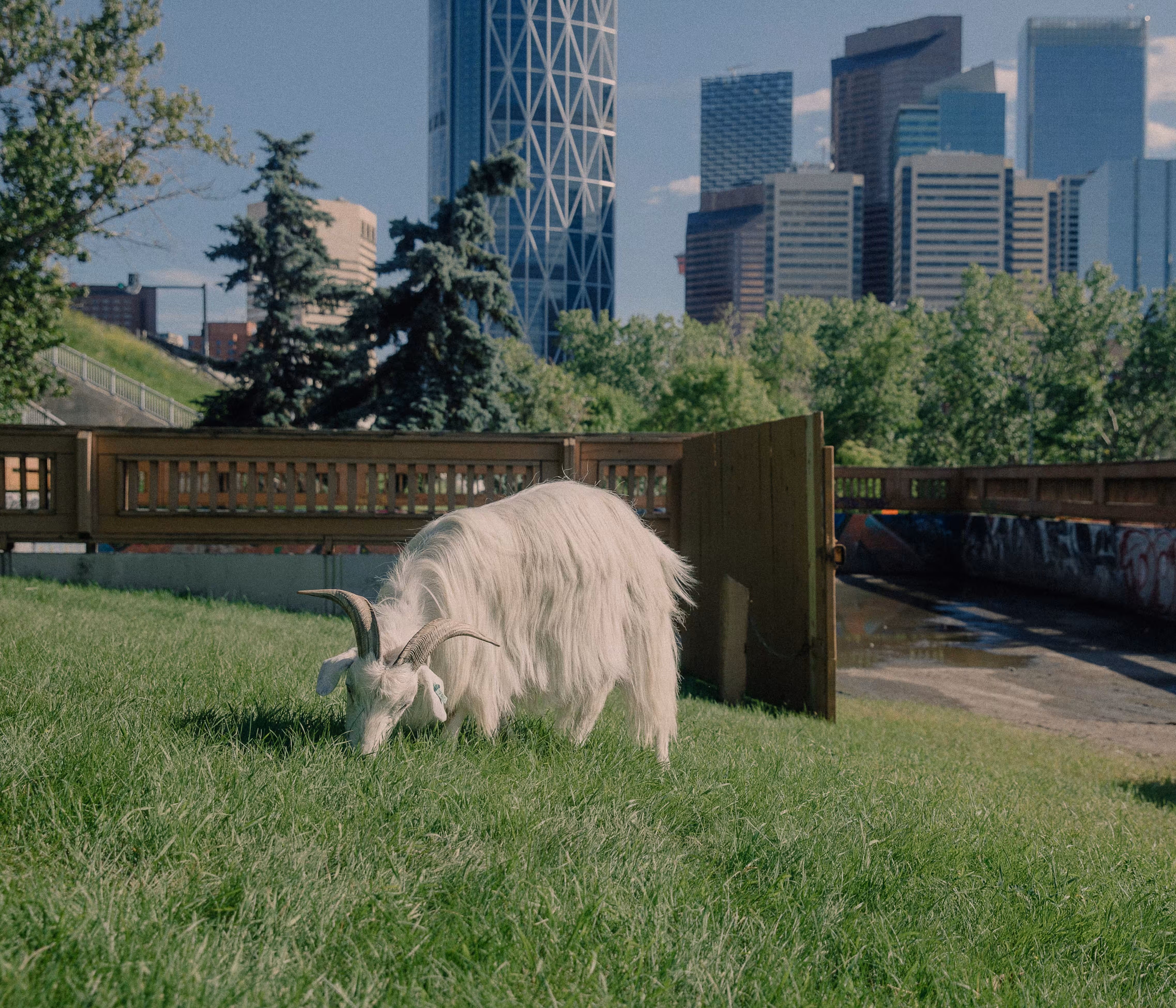 Targeted Grazing [001]