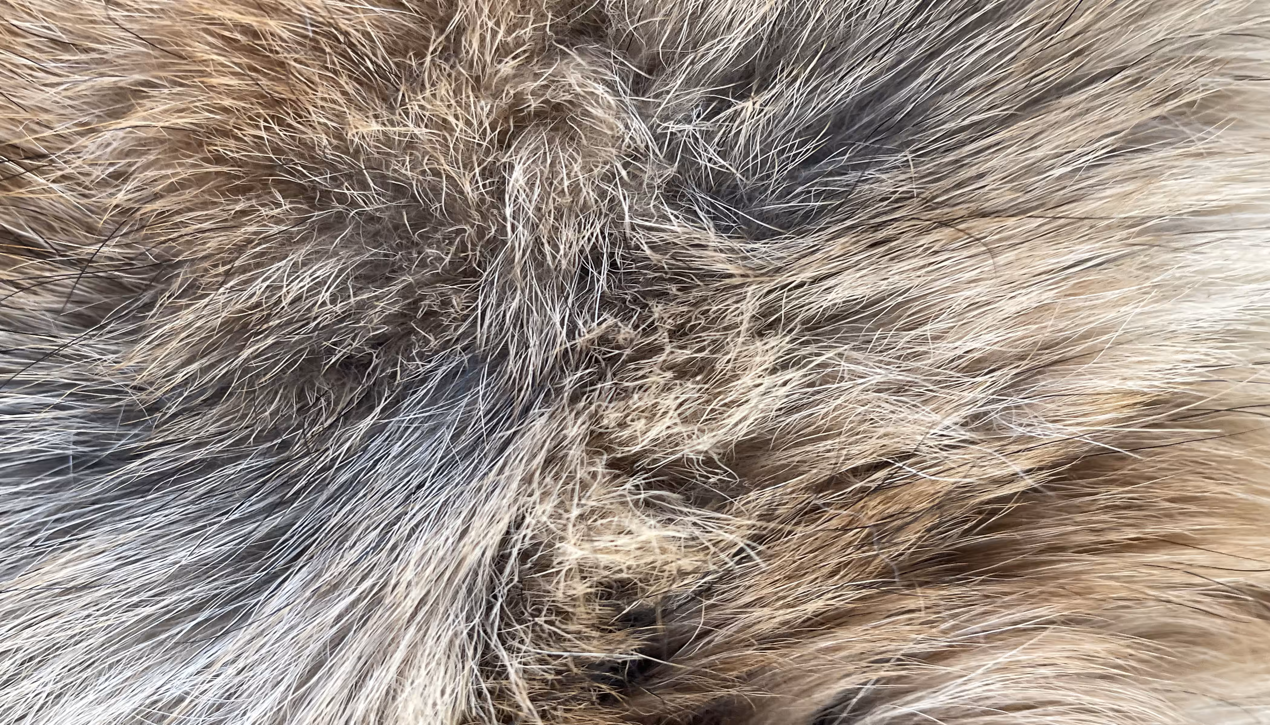 The Furs of Bella #14