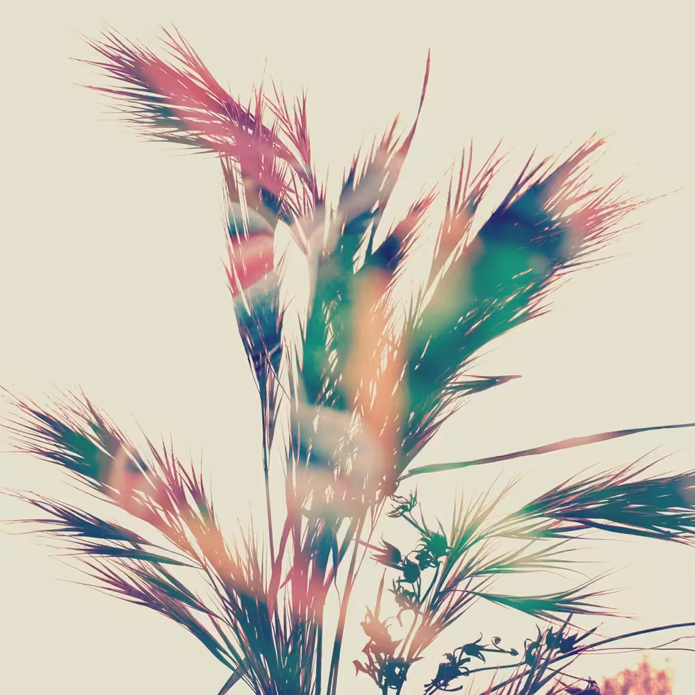 Foxtail Fantasy