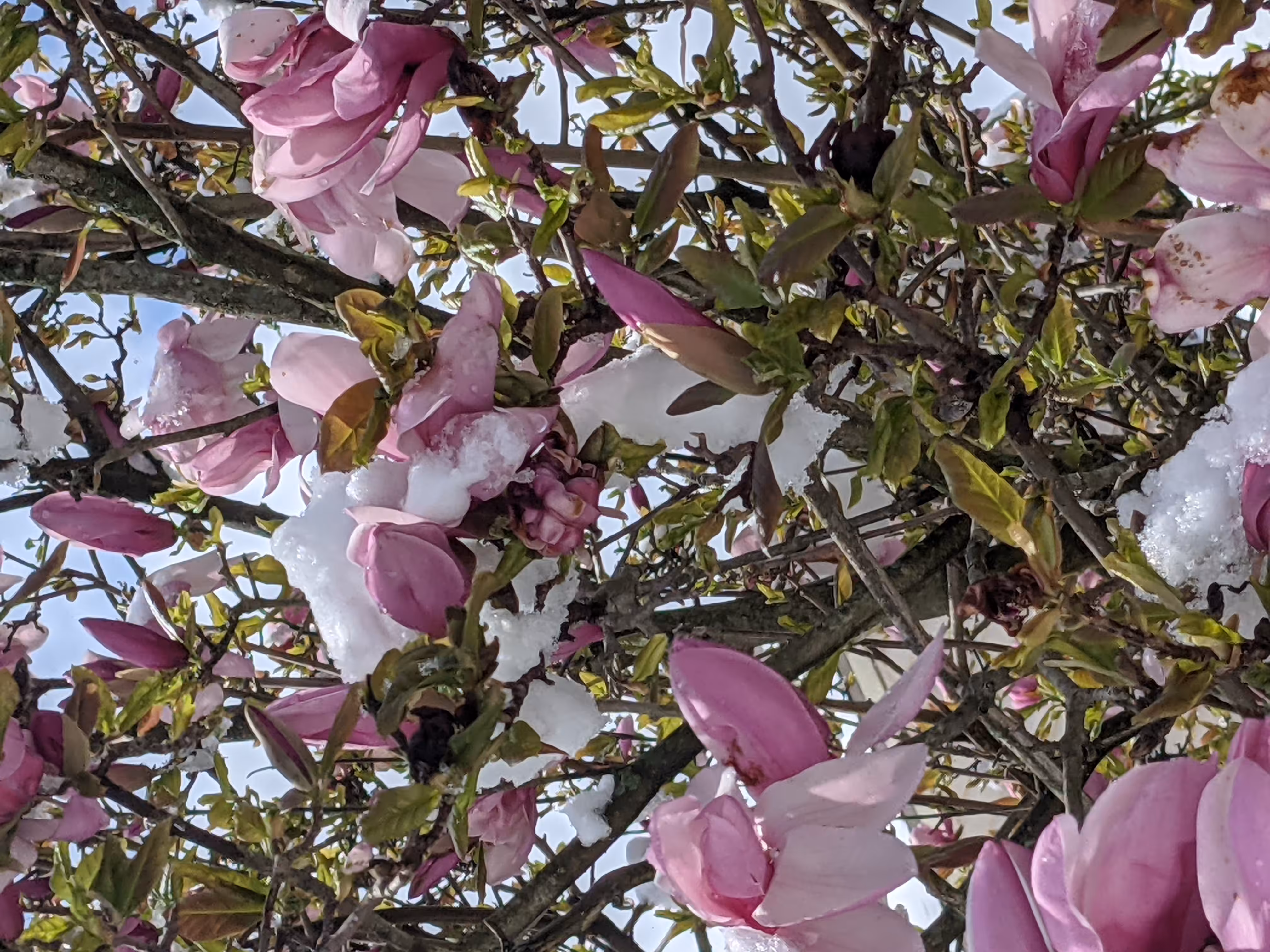 Snow in Magnolias