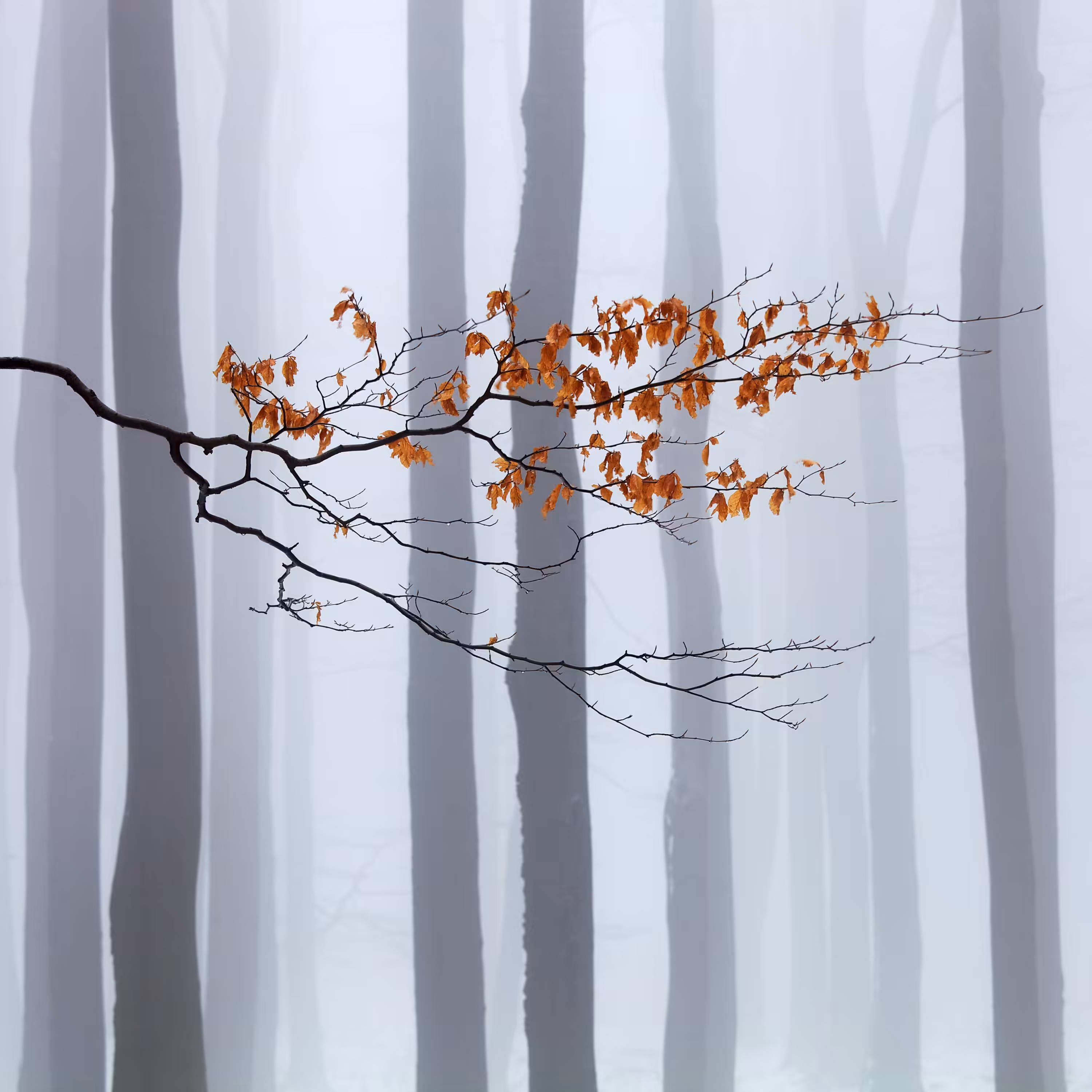 Waiting for Winter
