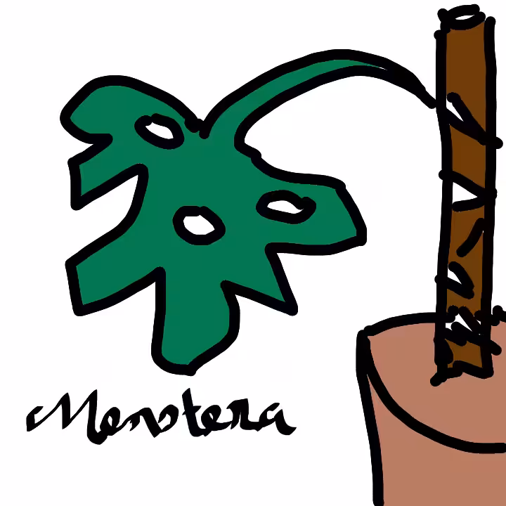 Monstera