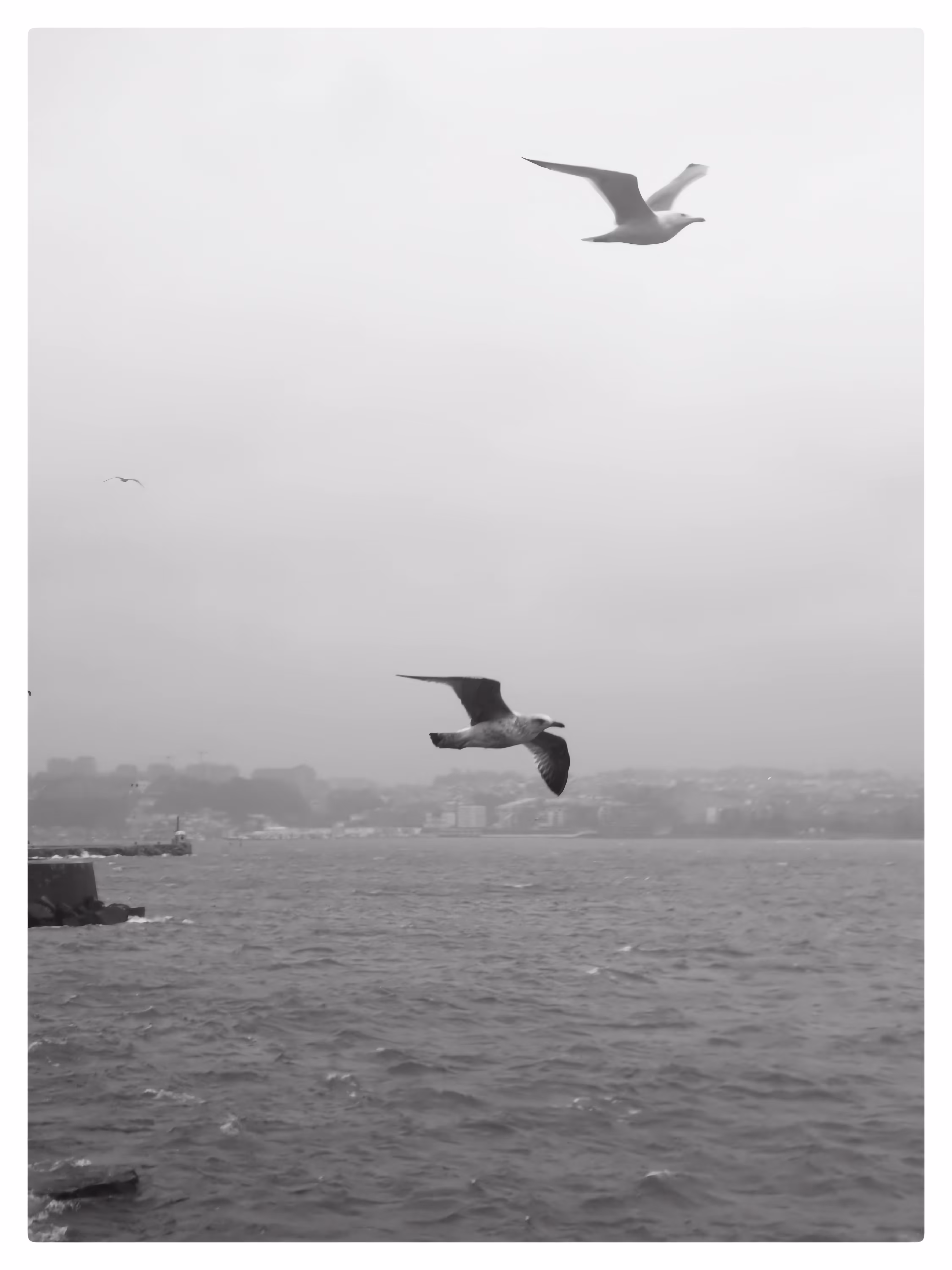 Together We Fly