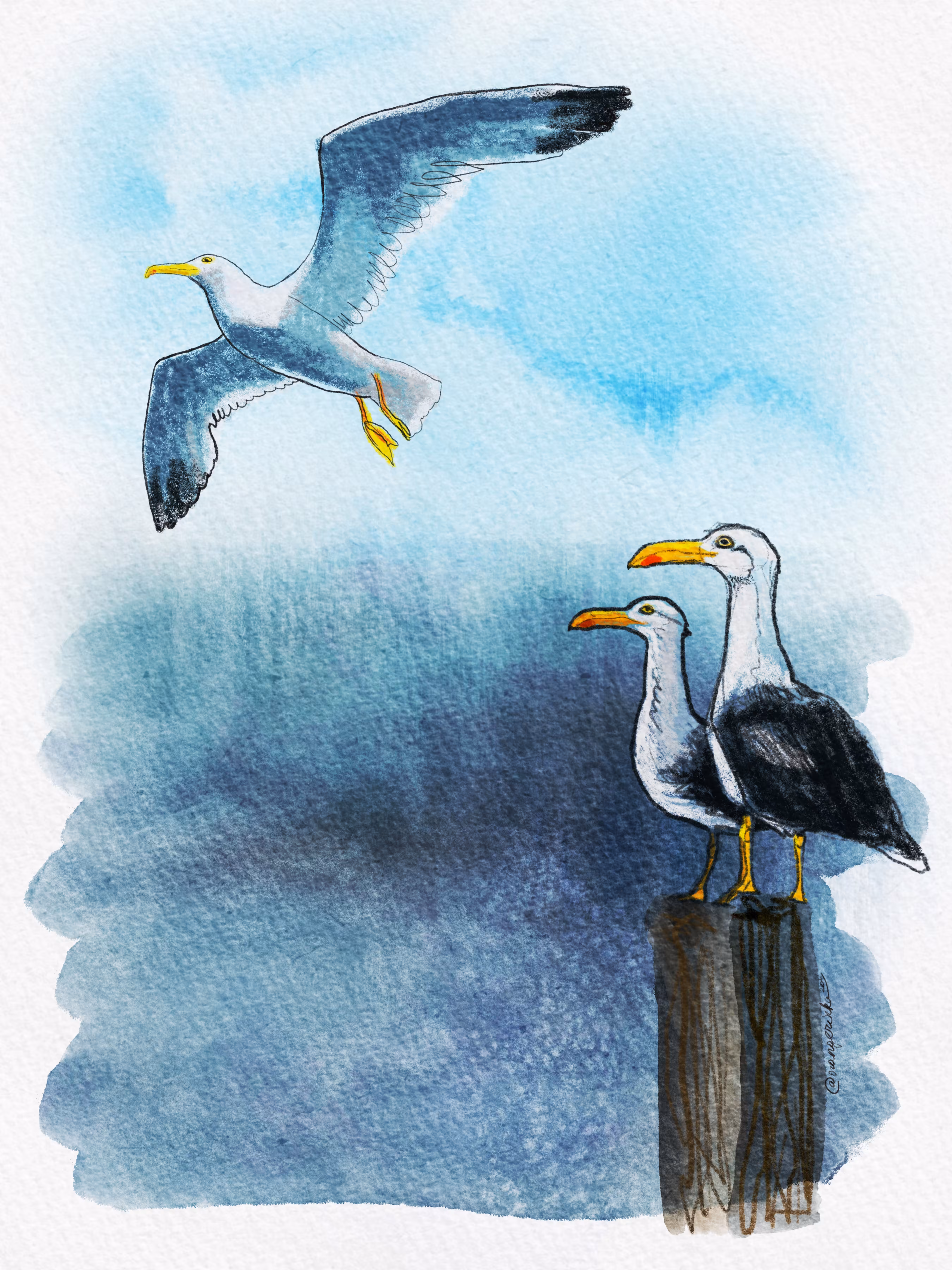 Seagulls